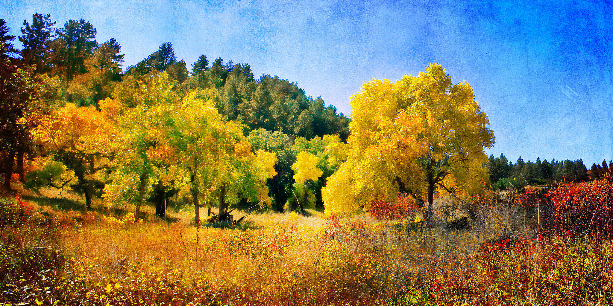 WILDERNESS Fall Foliage in the Black Hills Franklin Arts