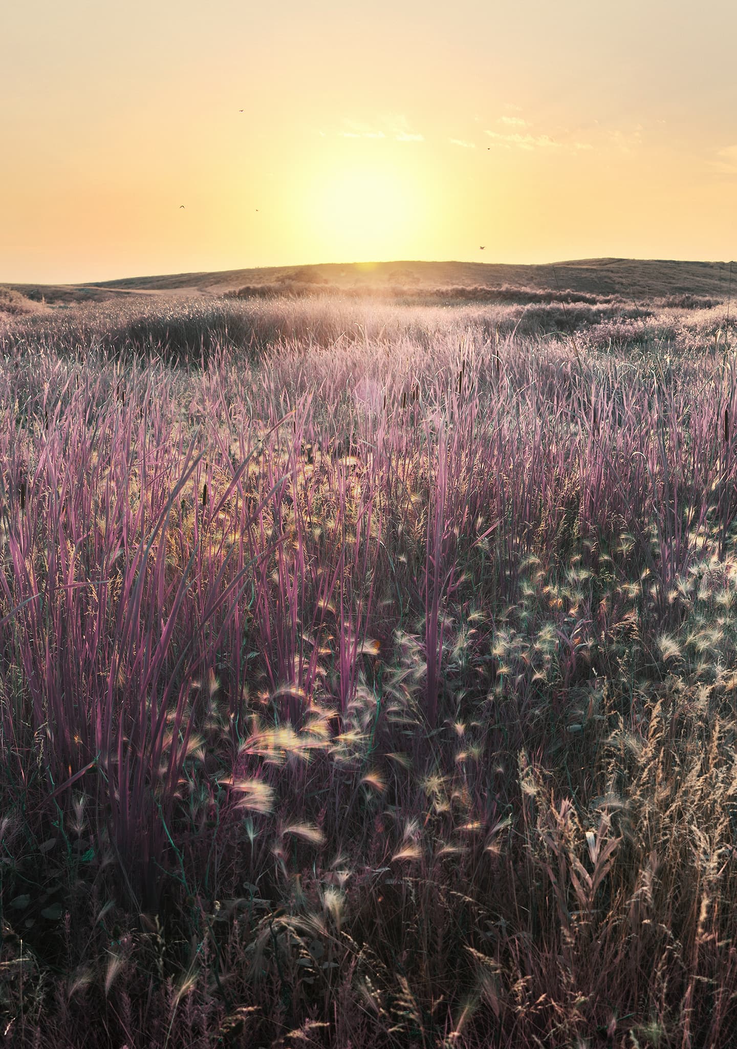 Sunset Field with wild purple grasses
