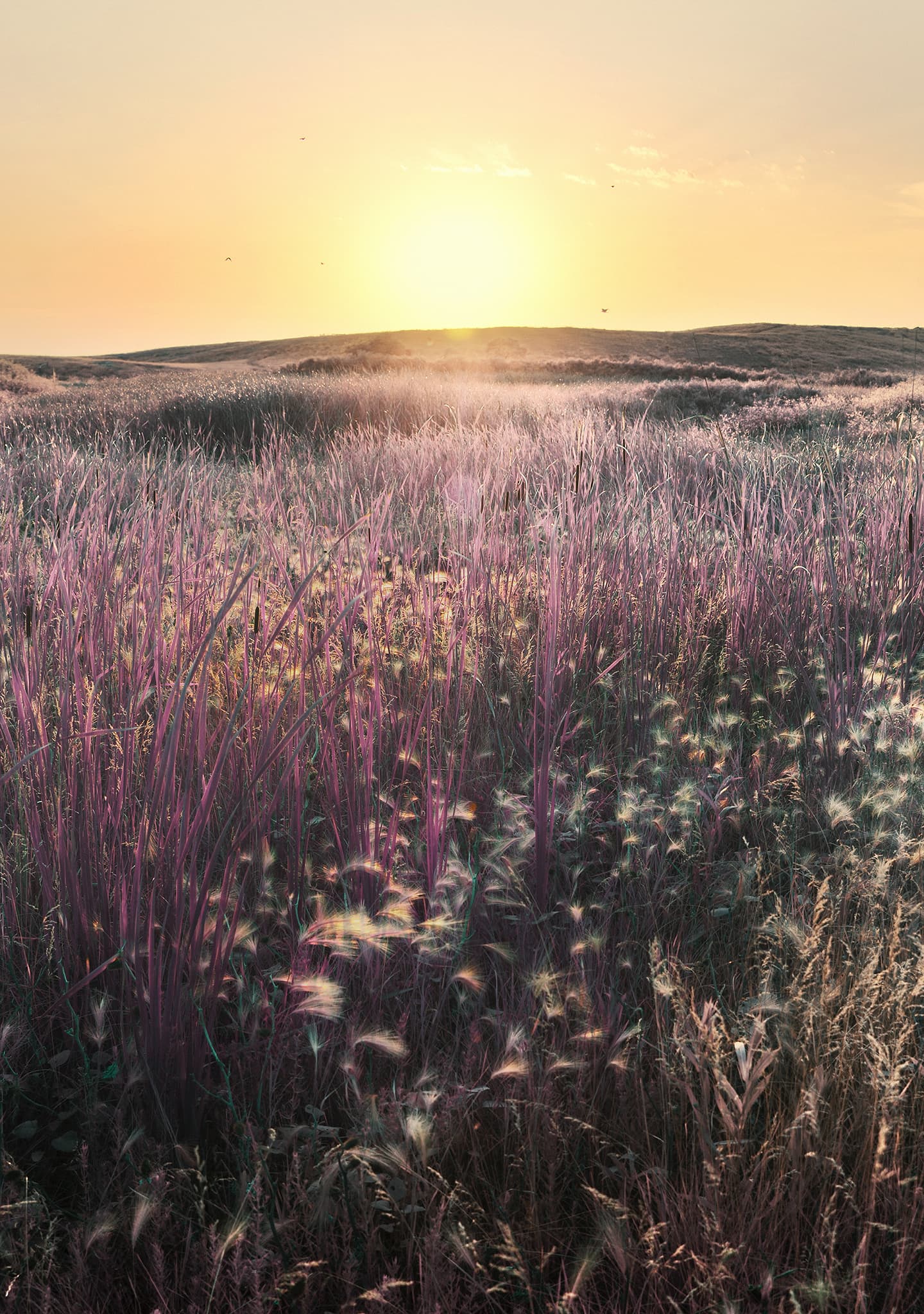 Sunset south of Pierre, South Dakota