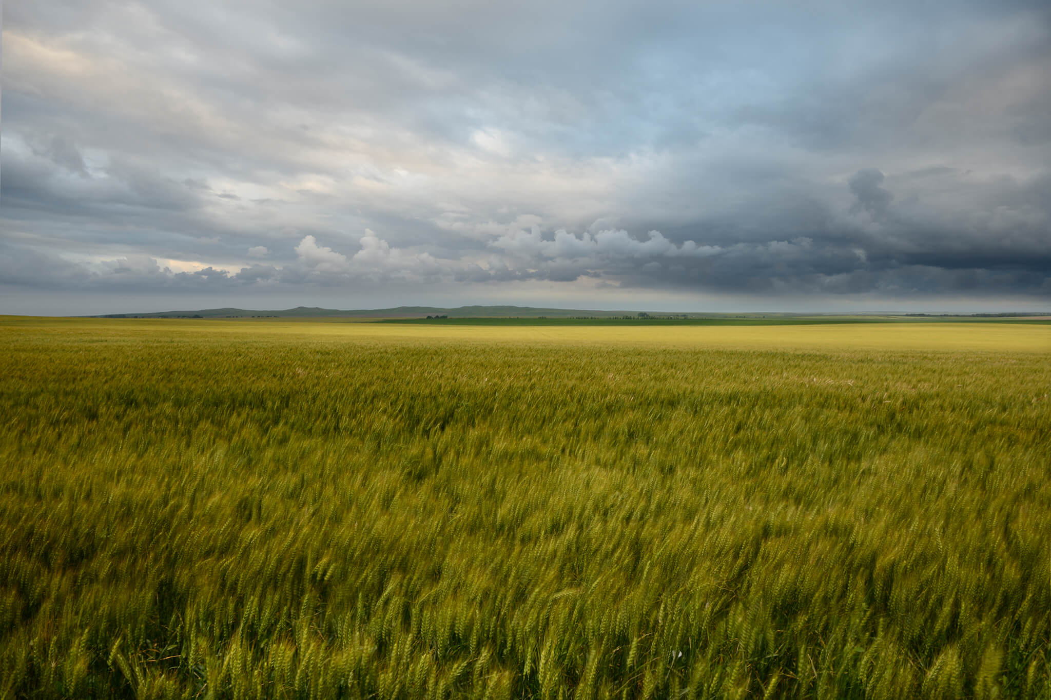 Wheat Field Picture