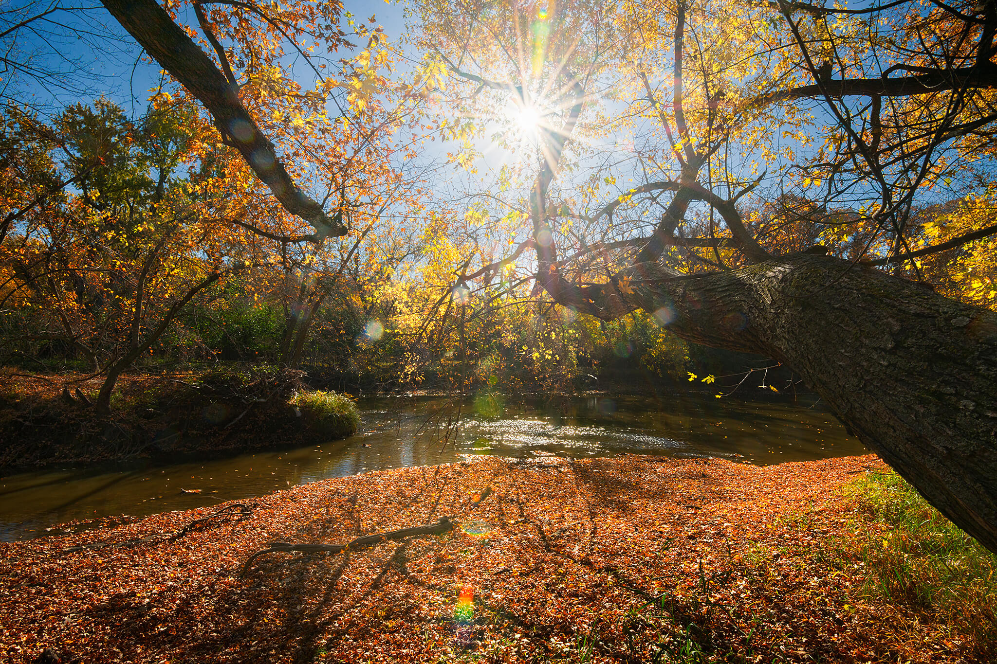 Autumn Trees in Sun