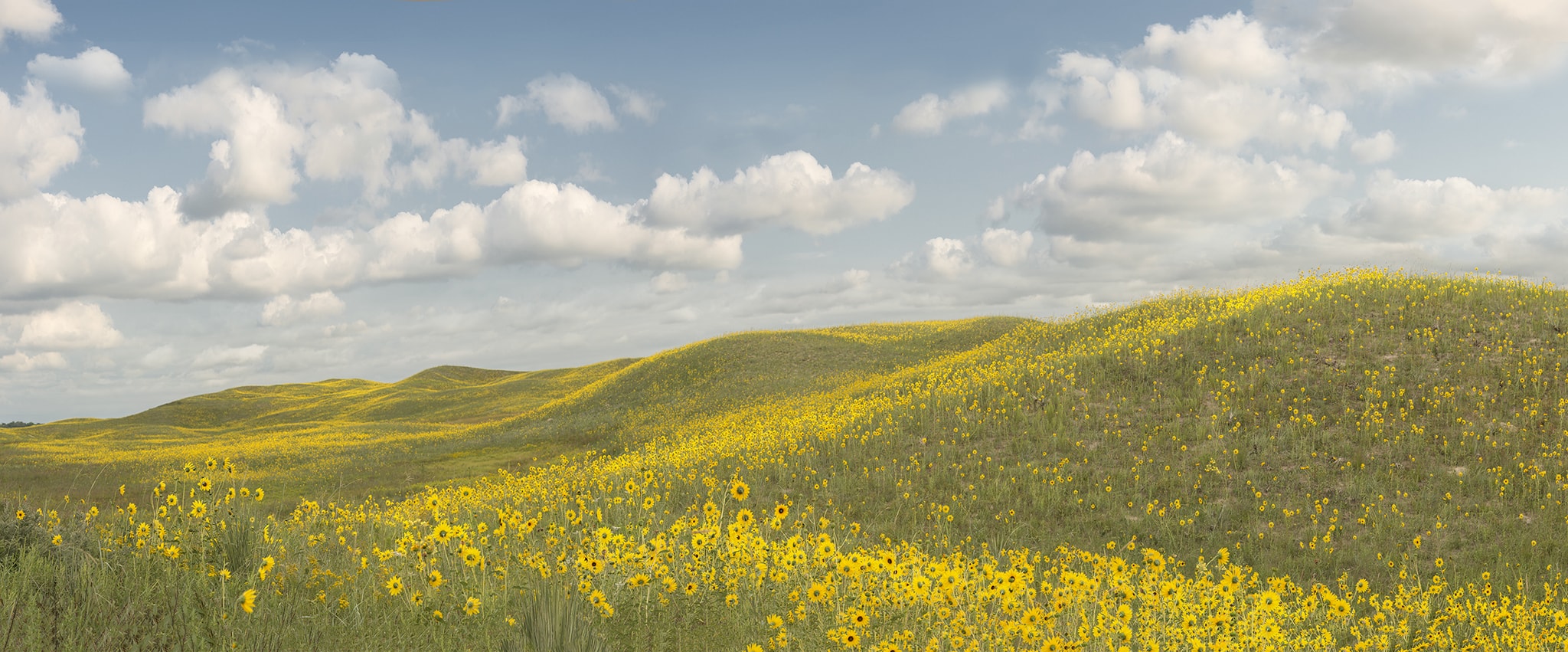 Field of Yellow Flowers 