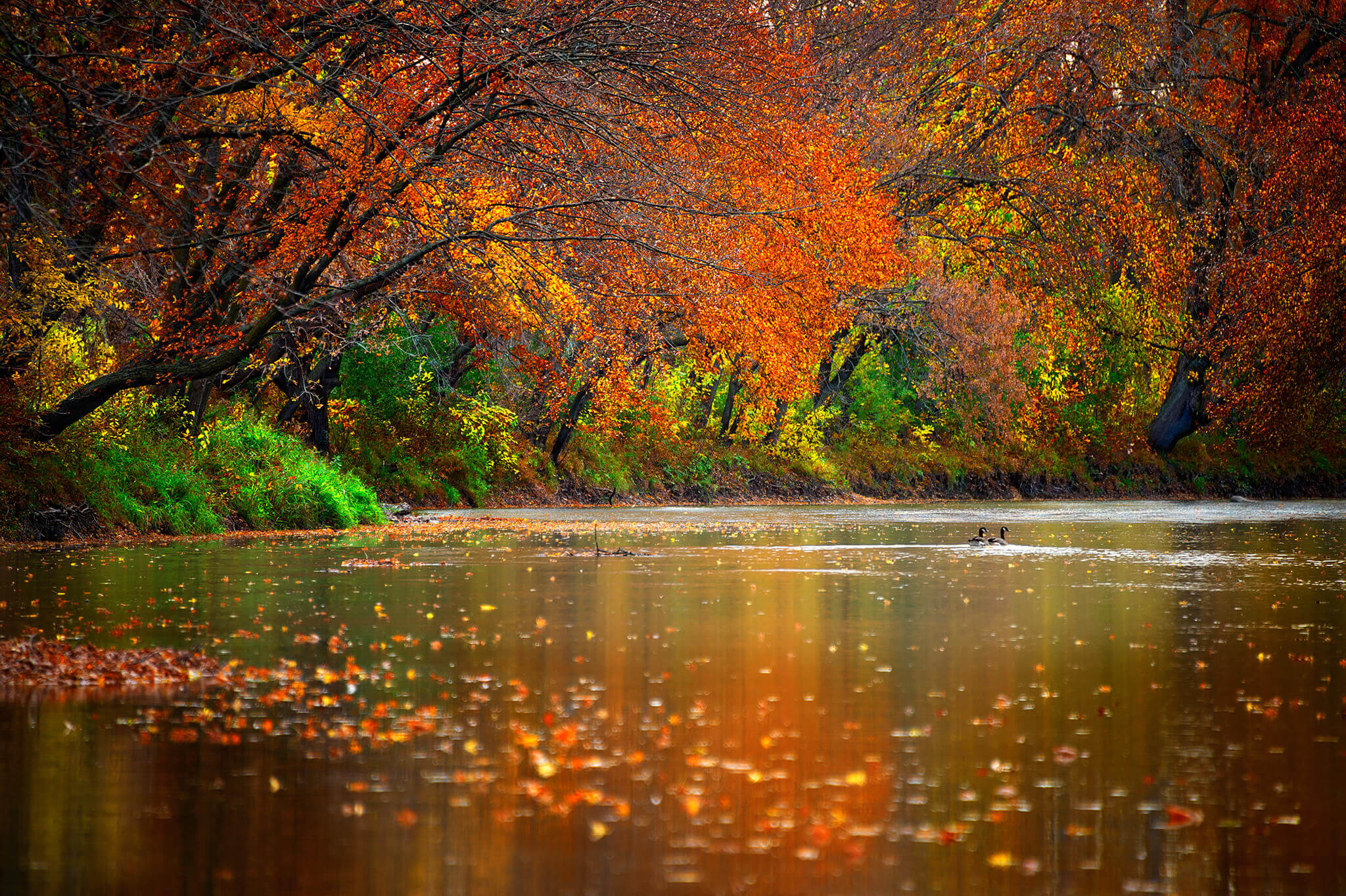 Ducks in River - Fall Foliage