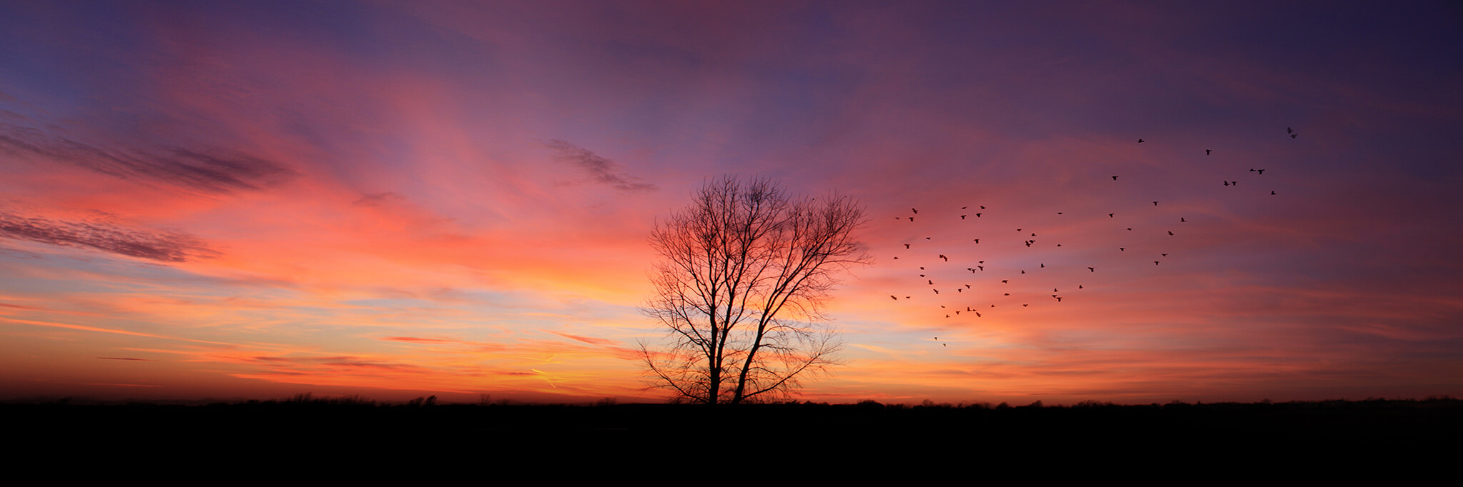 Colorful Sunset and Tree with Birds