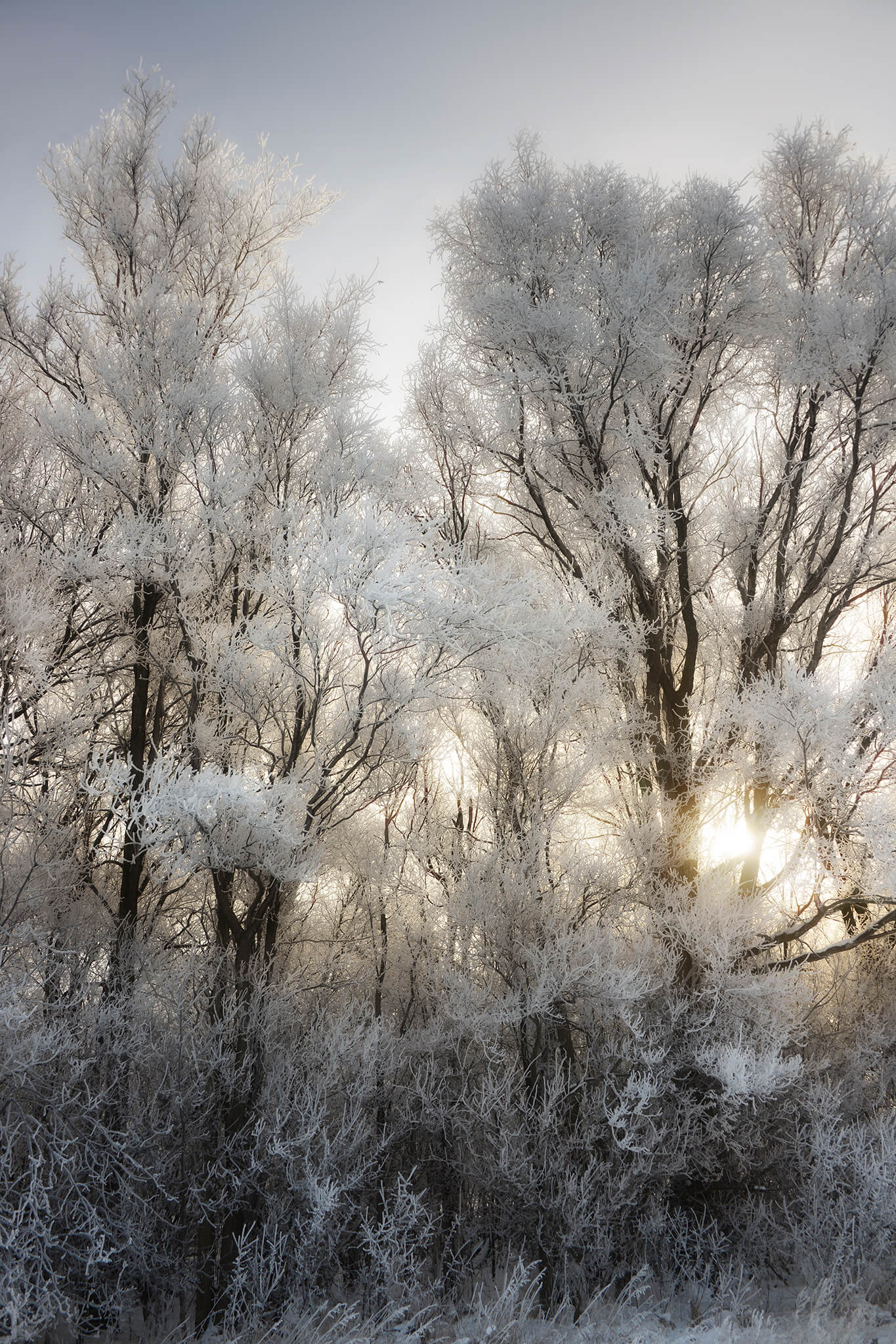 Sun behind frosty trees