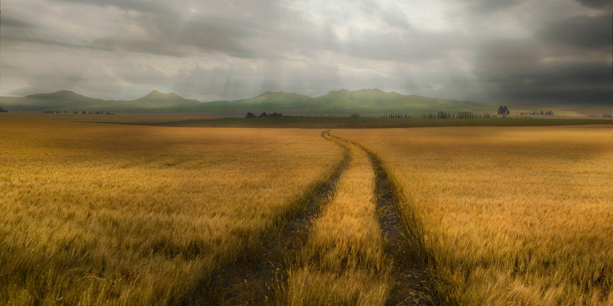 Picture of Path Through Wheat