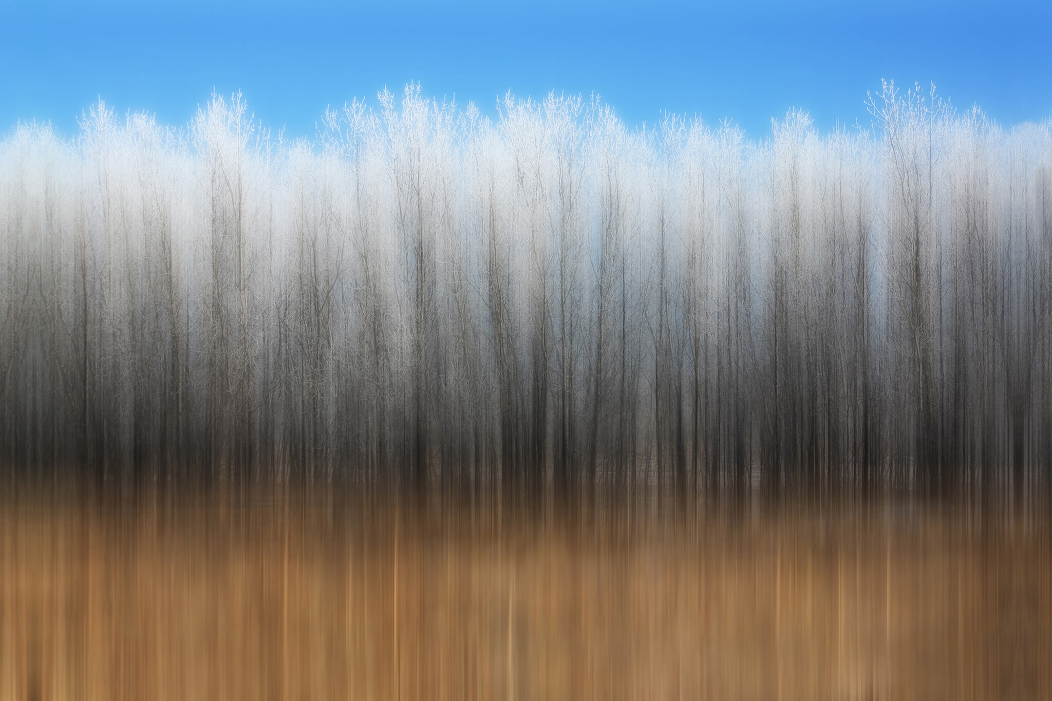 Abstract Frosted Trees Artwork
