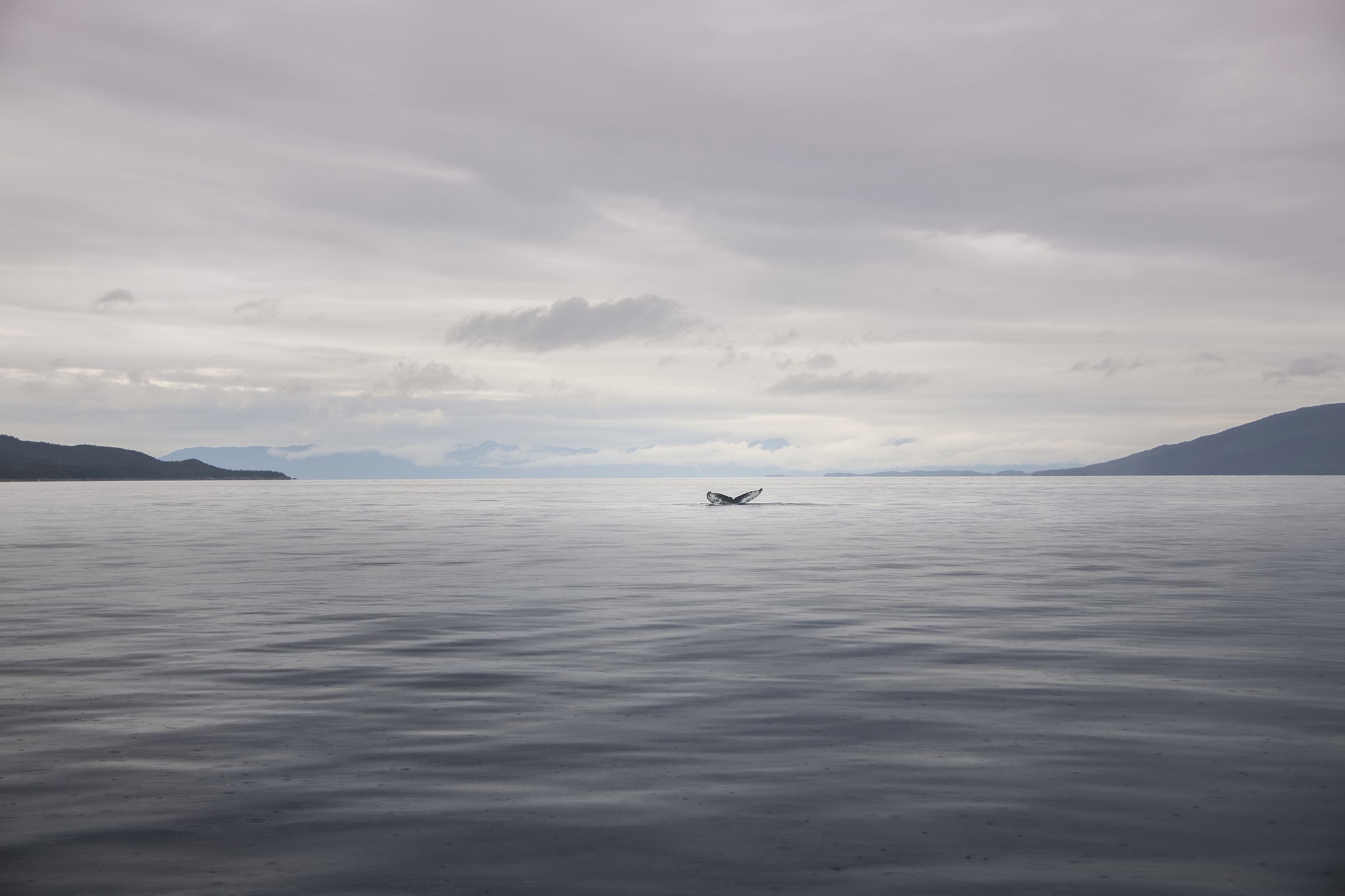 Whale Tail in Alaskan waters