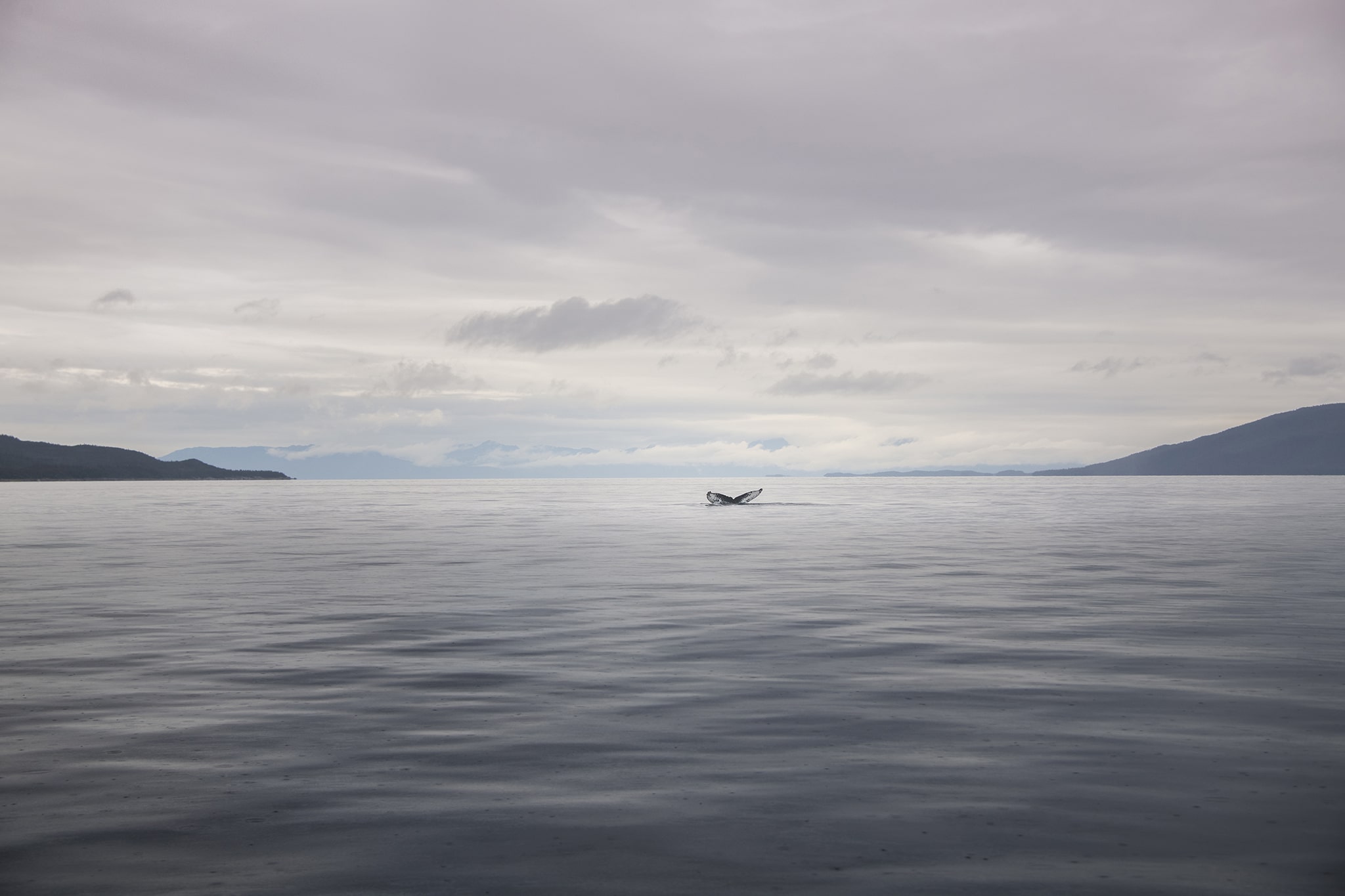 Whale Tail in Alaskan waters