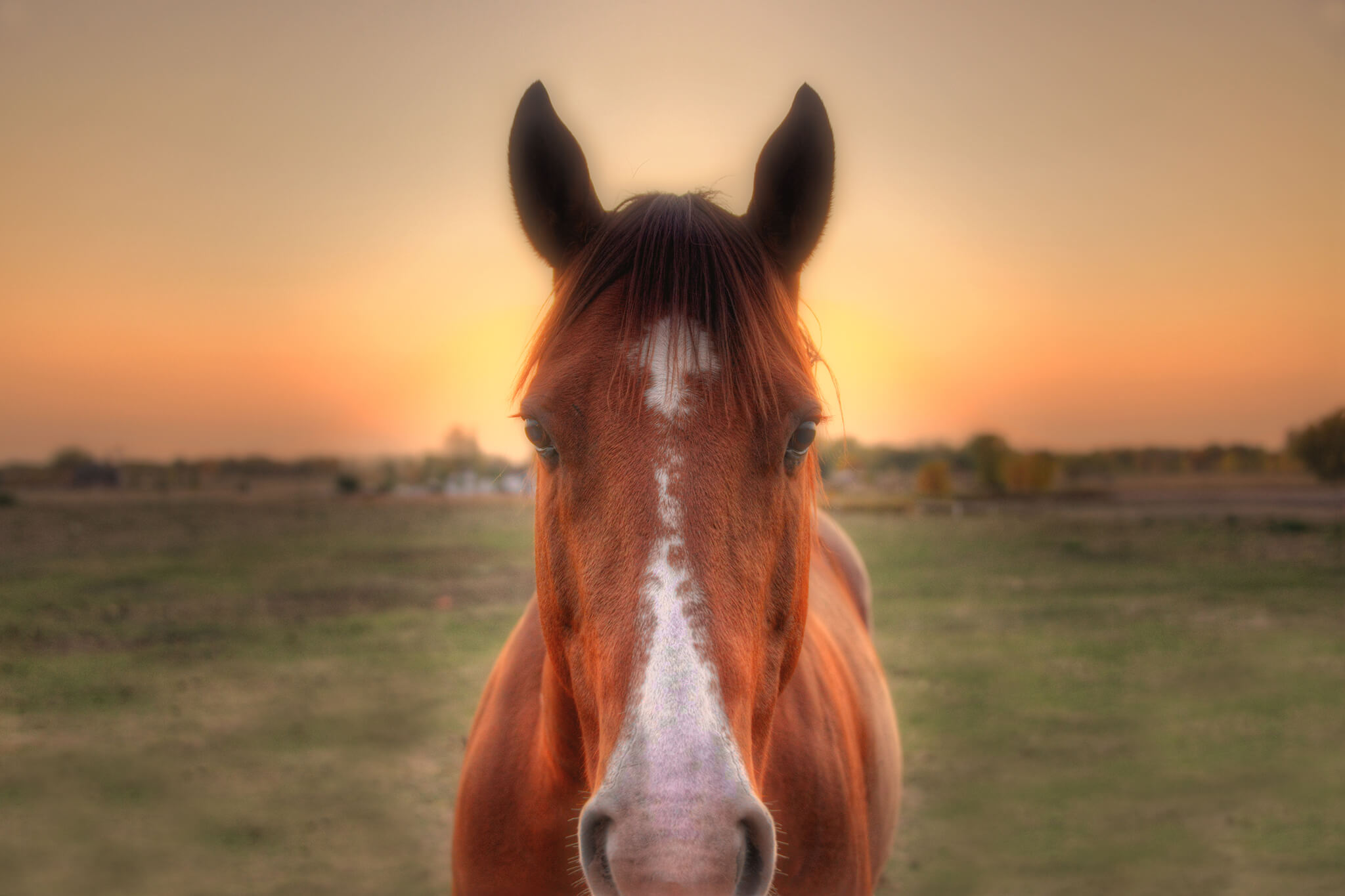 Horse Artwork - Franklin Arts