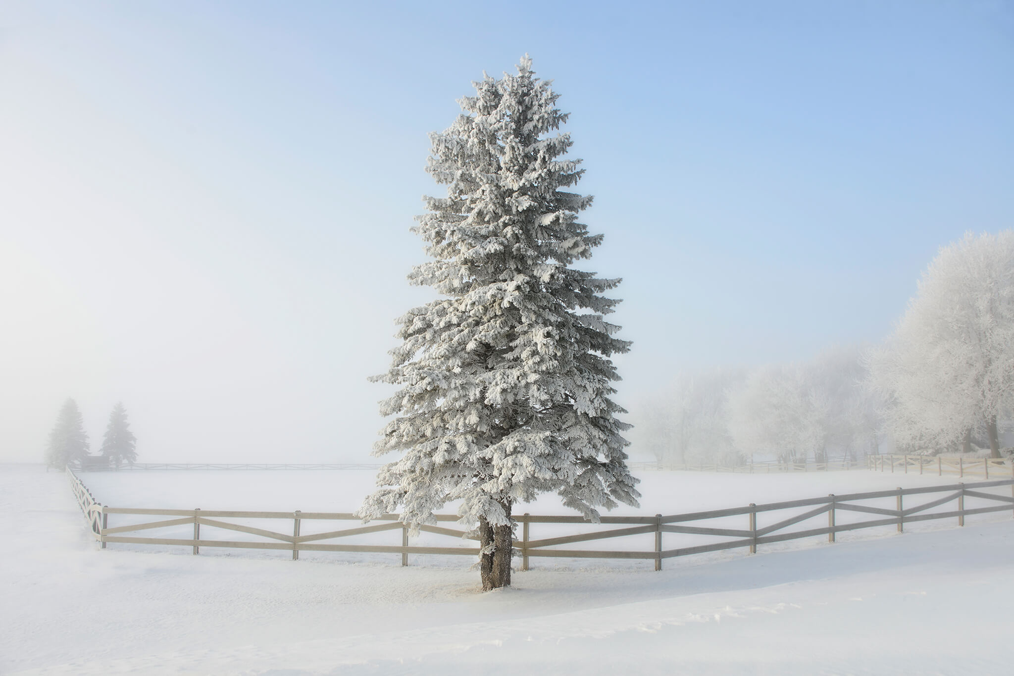 Frosted Tree & Fence
