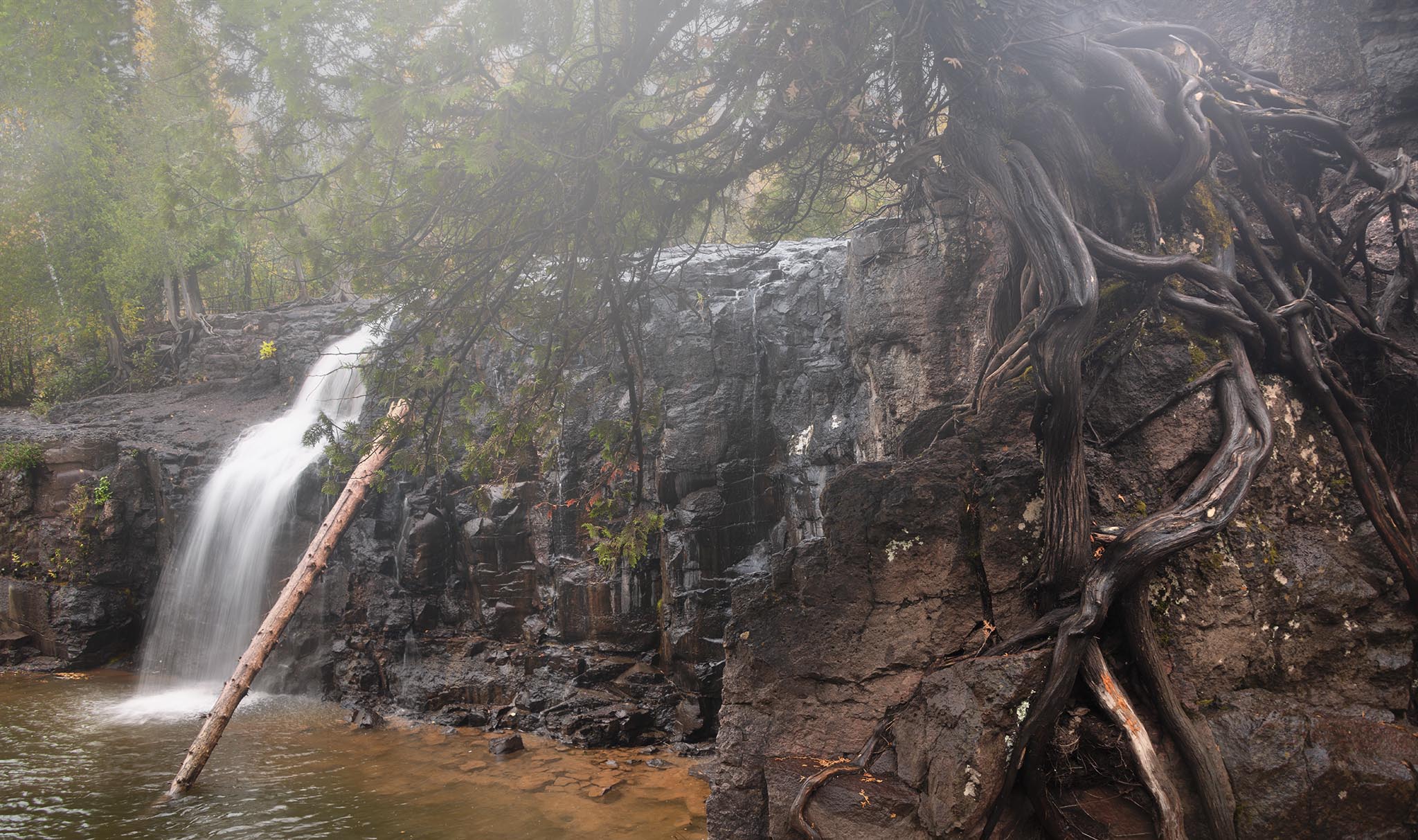 Winding Old Tree Roots Above Waterfall