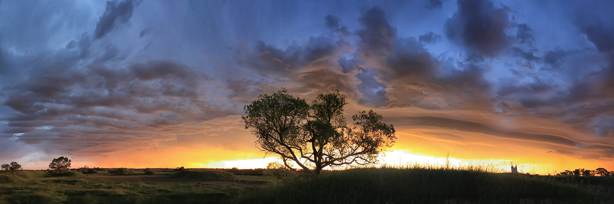 Tree in sunset