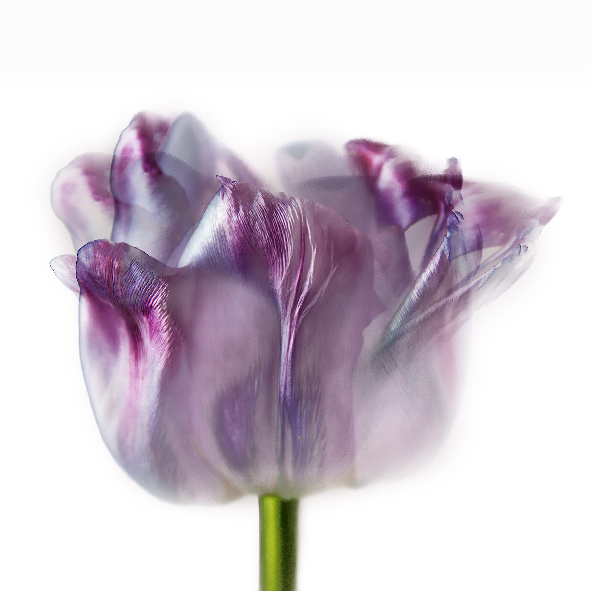 Purple Tulip Picture