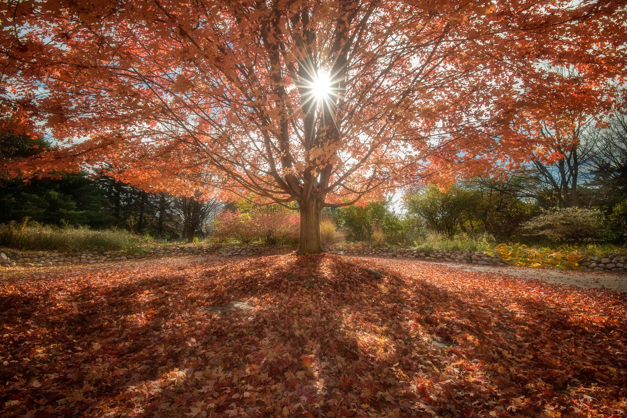McCrory Garden Tree in Fall