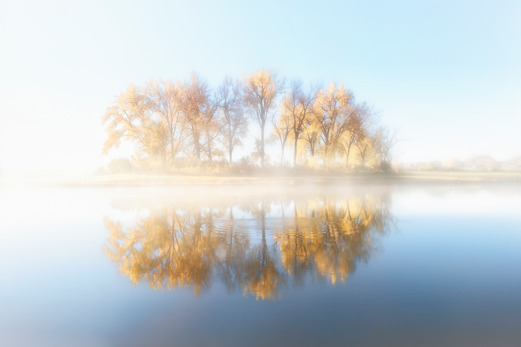 Tree Reflection in Morning