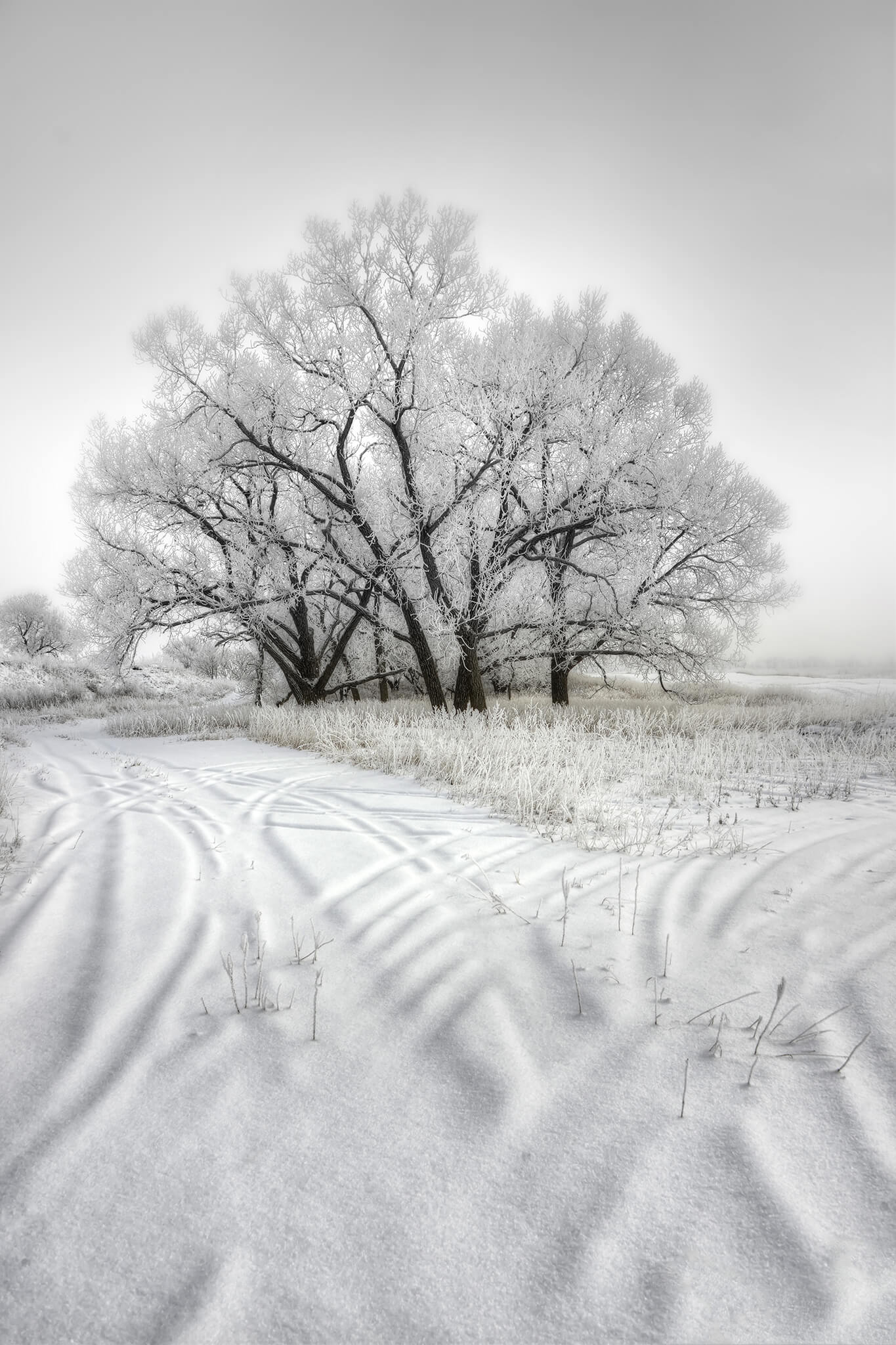 Tire Marks in Snow