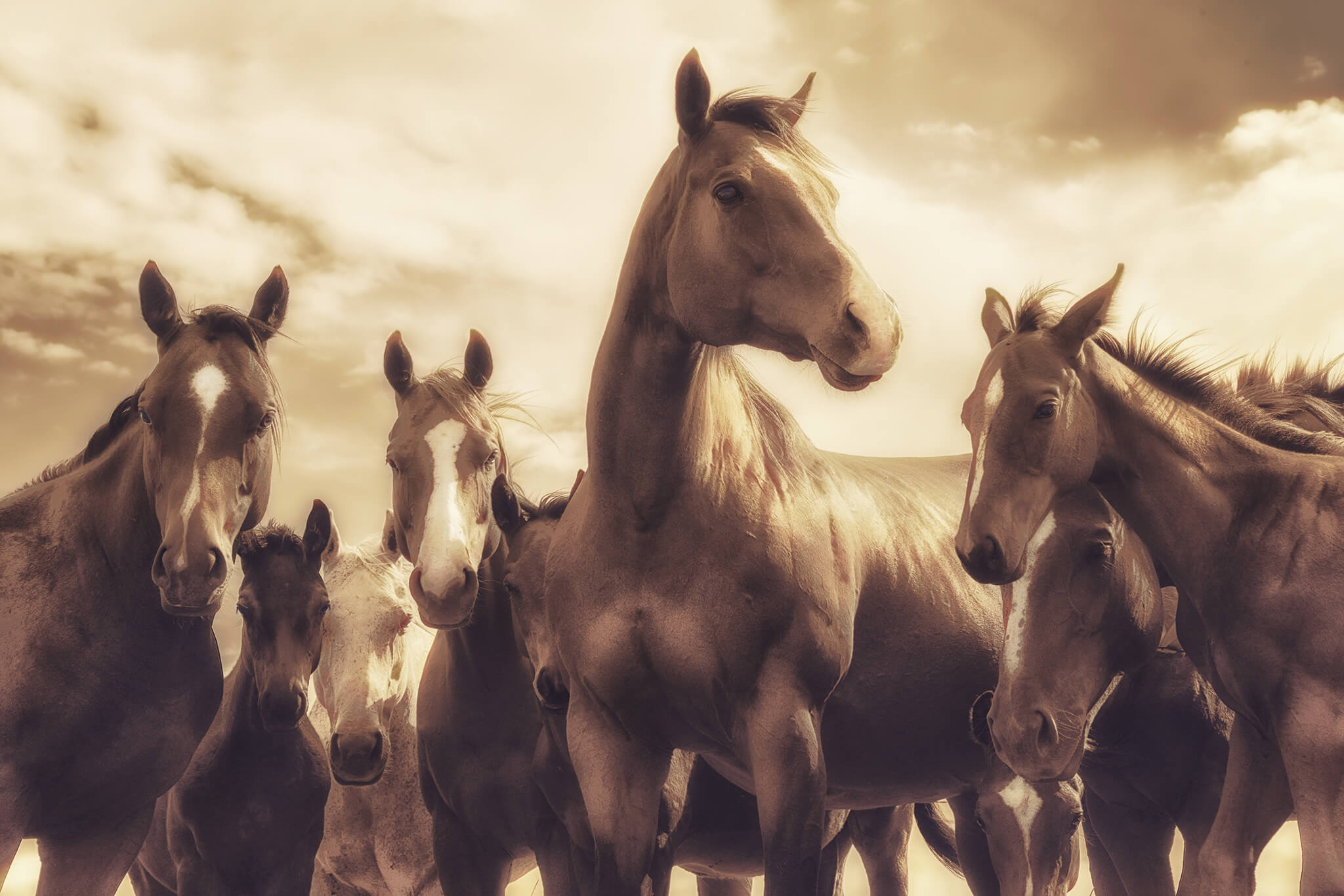 Picture of Nine Horses