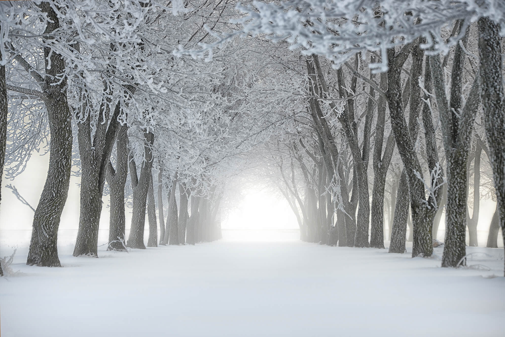 Frosted Trees in Fog