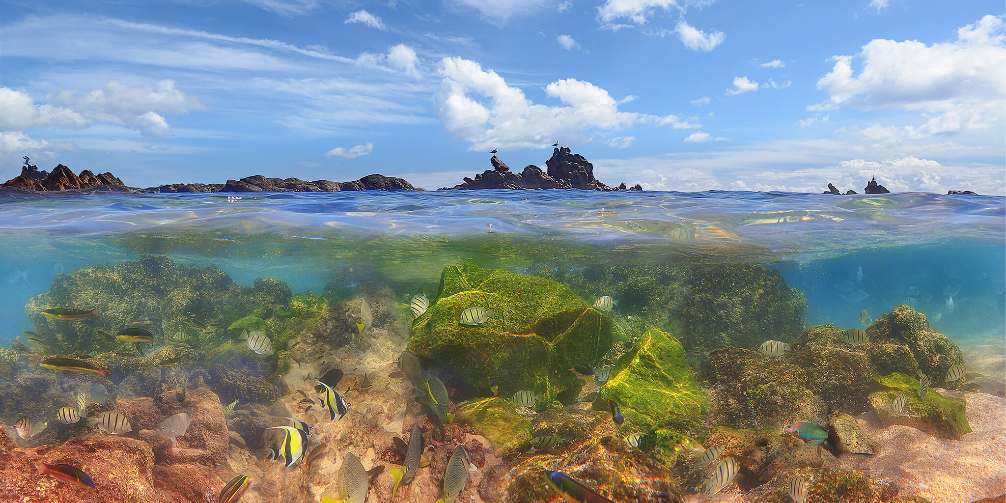 Above and Underwater Picture