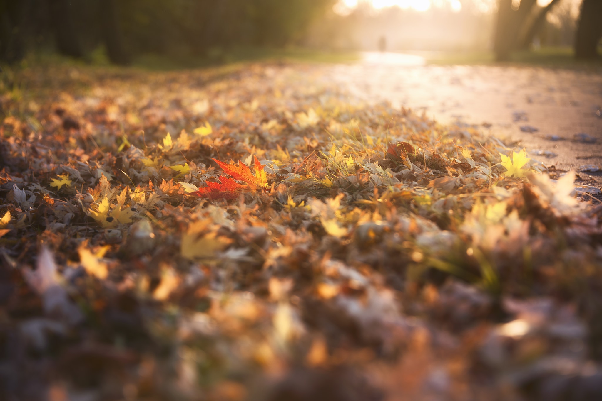 Red Sunlit Leaf