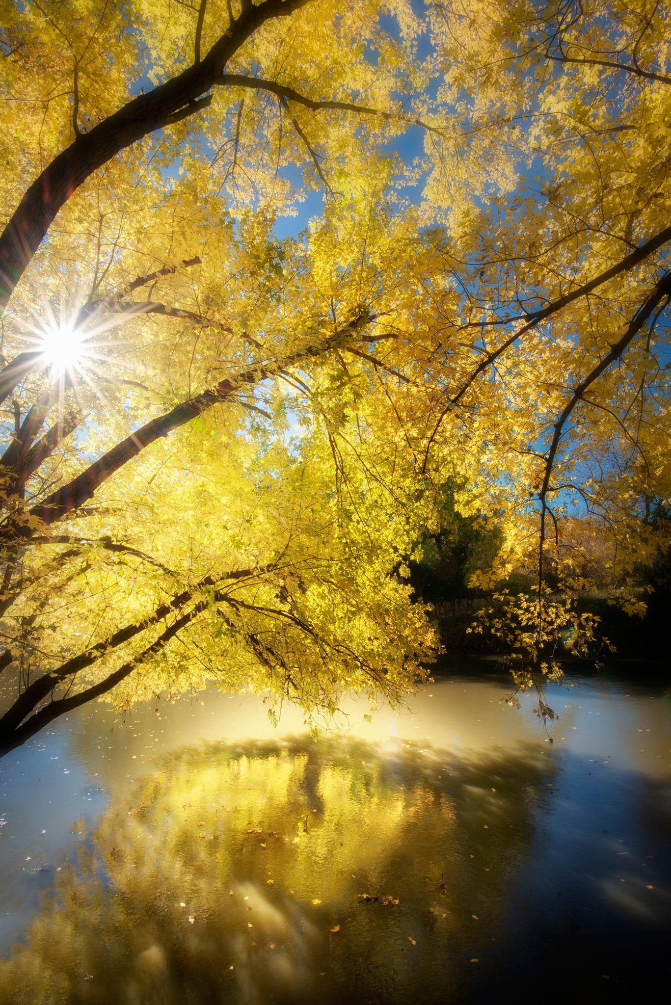 Gold Leaves Over Water