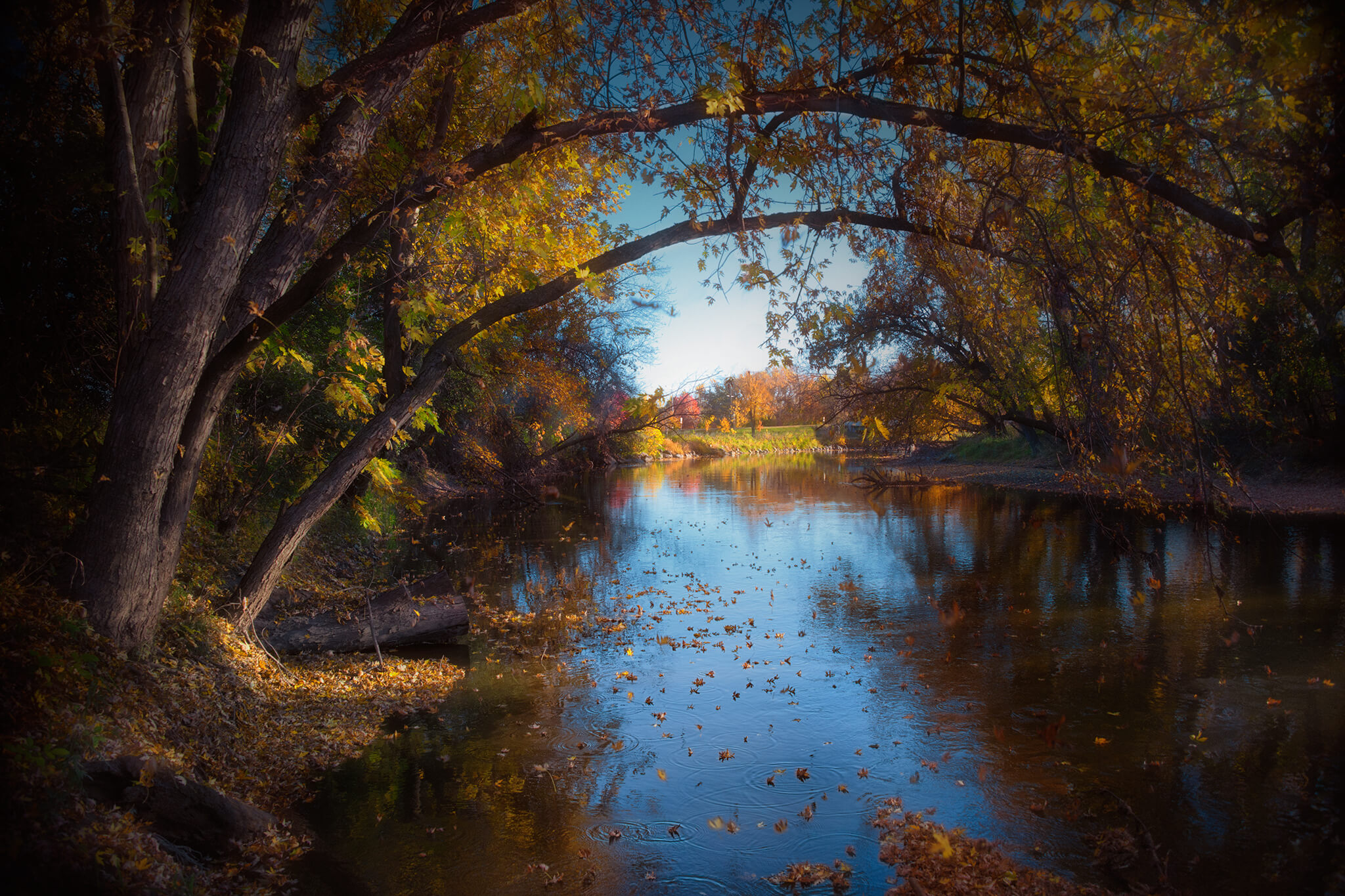 Tree Over Big Sioux River