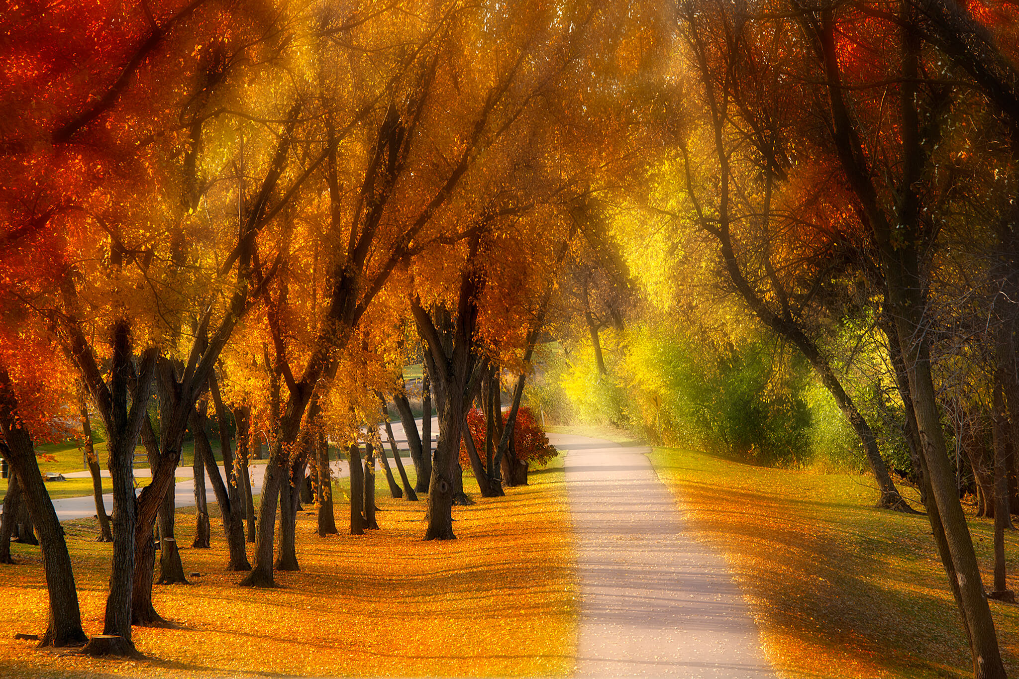 Fall colors path