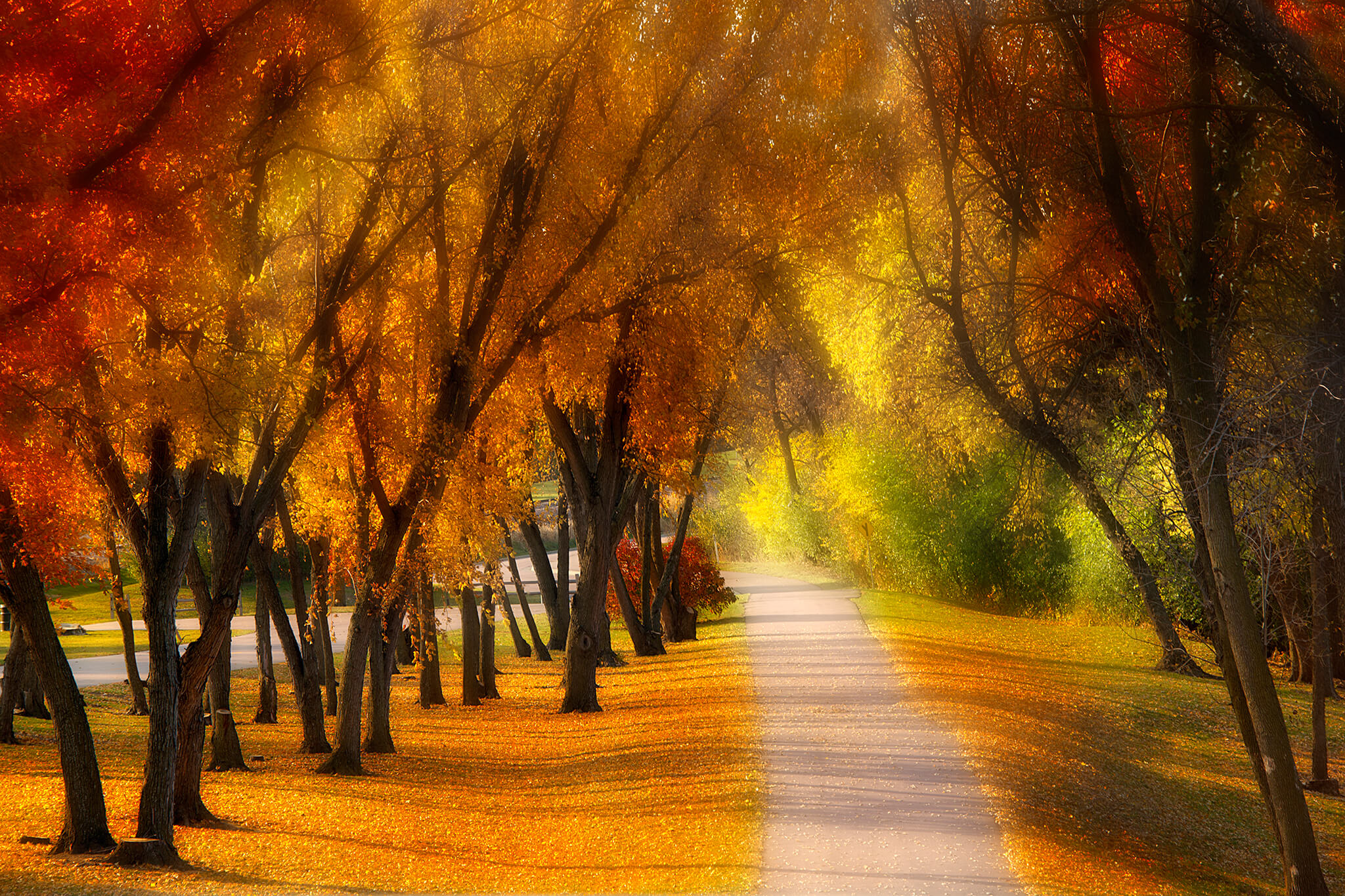 Pathway through Trees