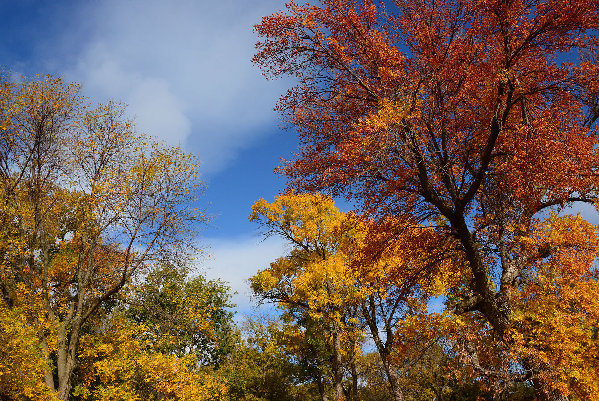 Prentis Park Trees