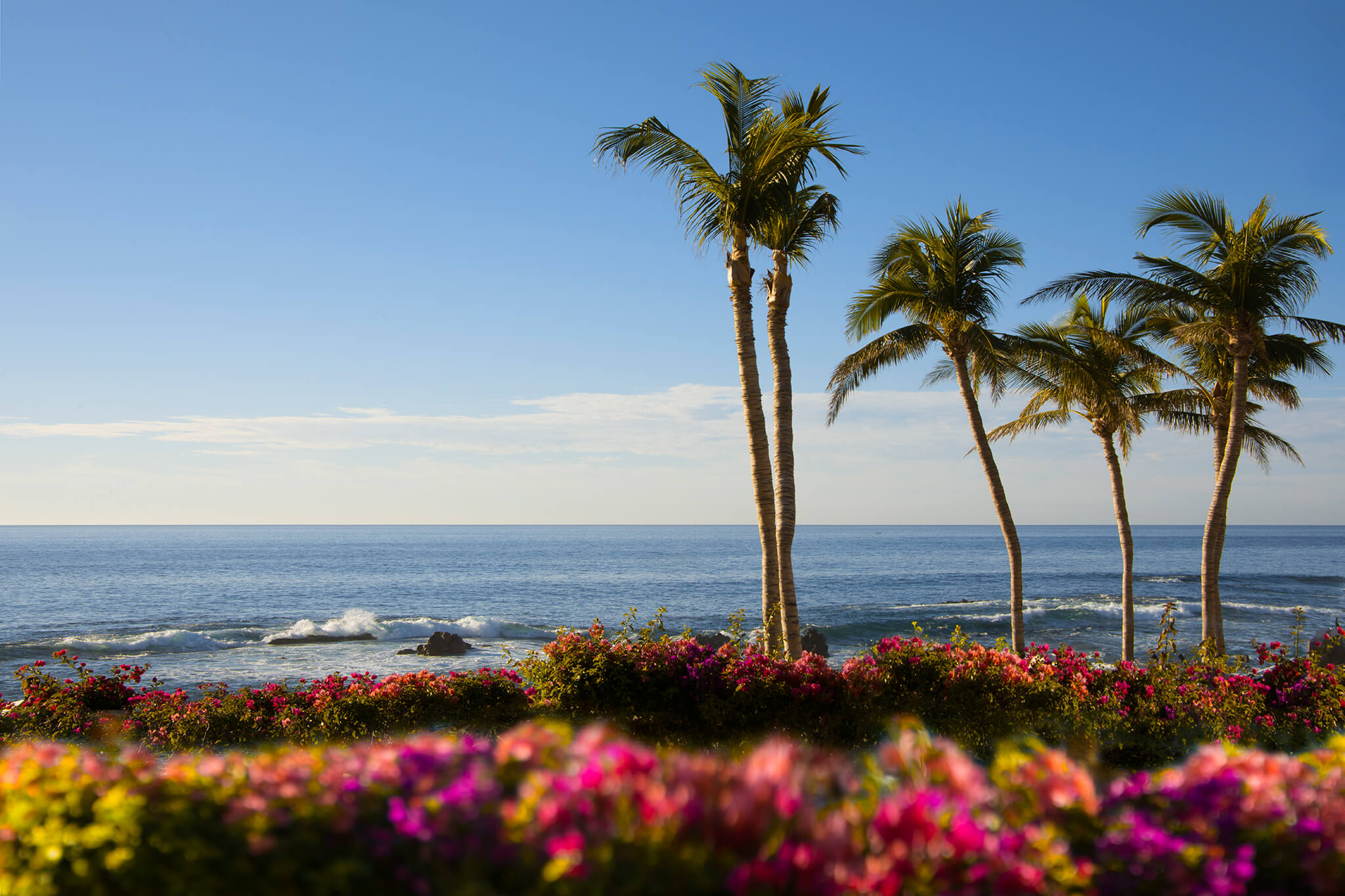 Palm Trees with colorful flowers