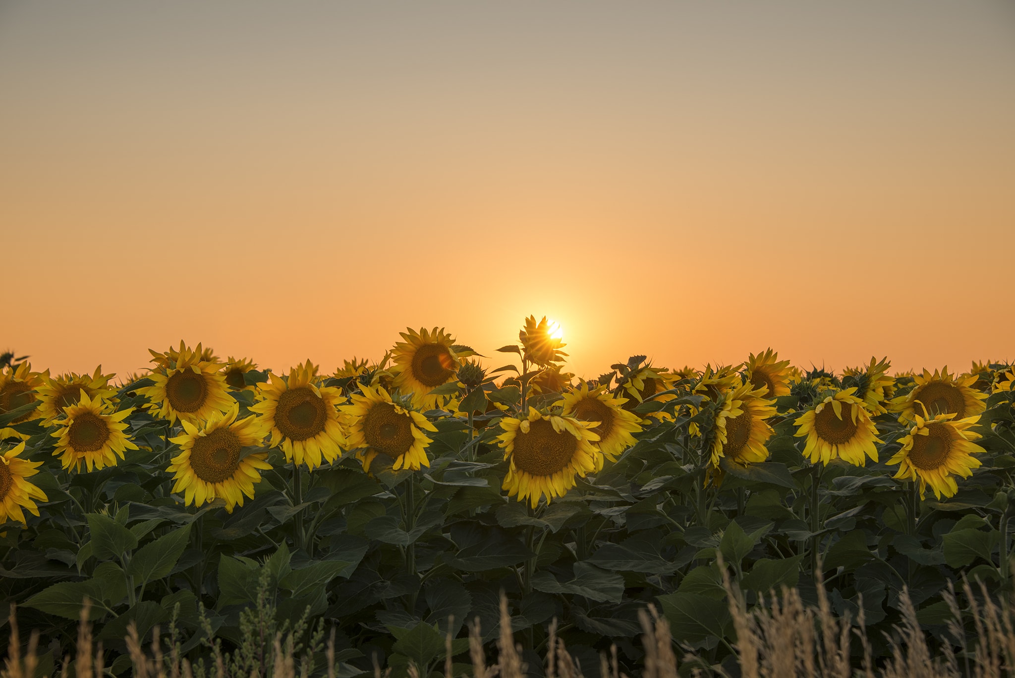 Field of yellow sunflowers picture