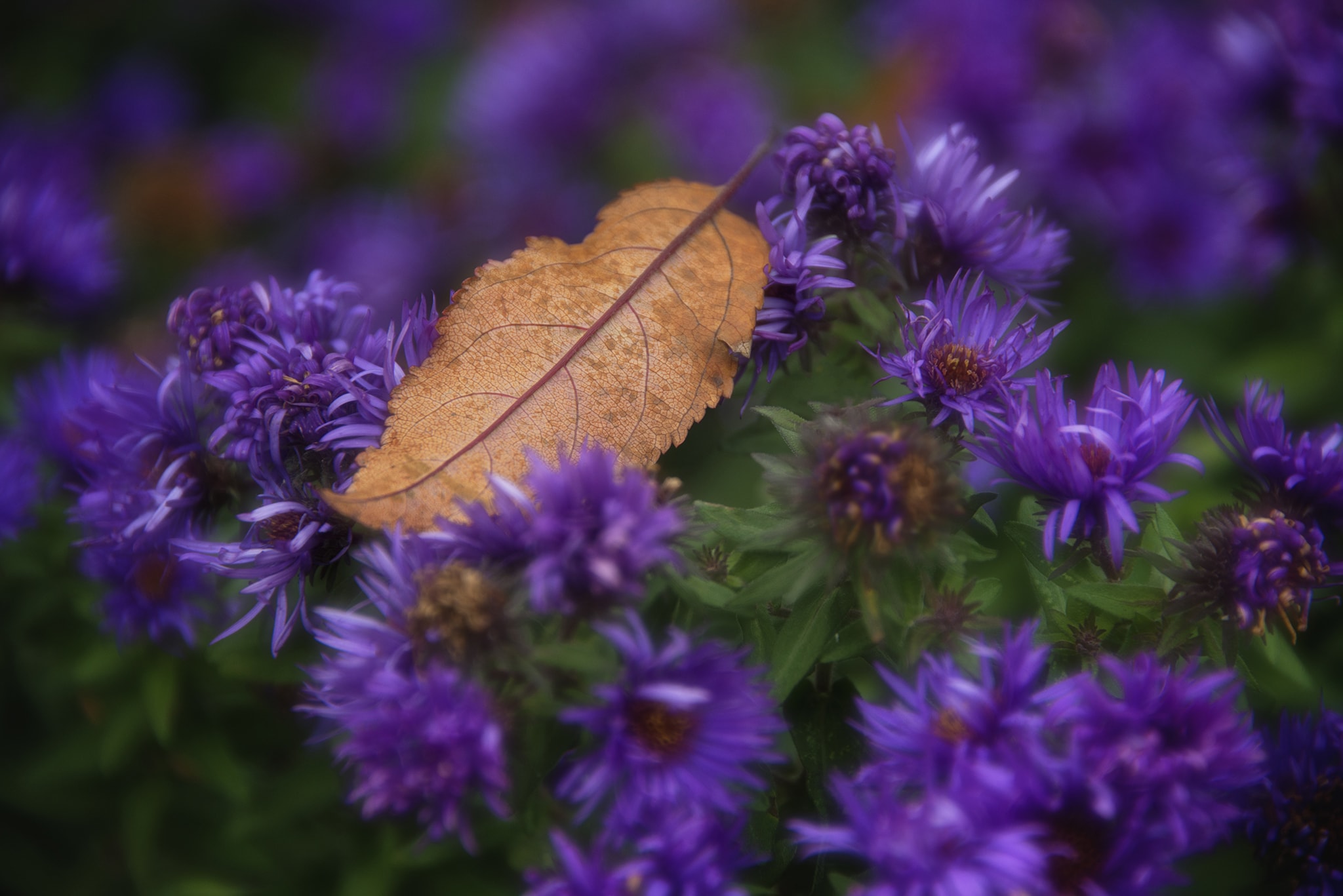 Golden Leaf on Purple Flowers Picture