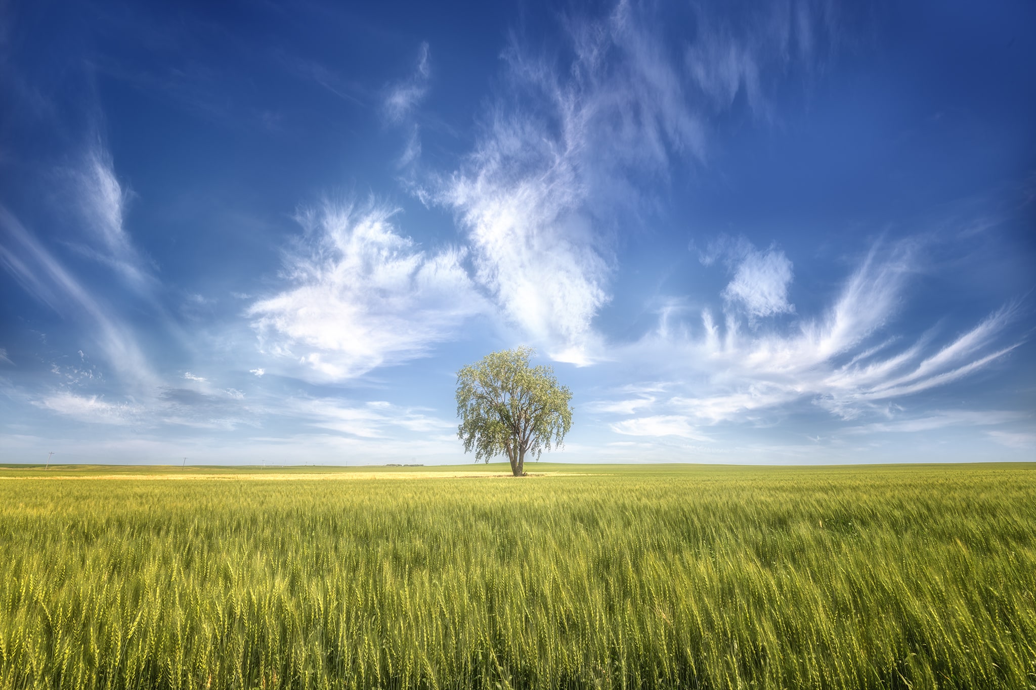 Tree in wheat field