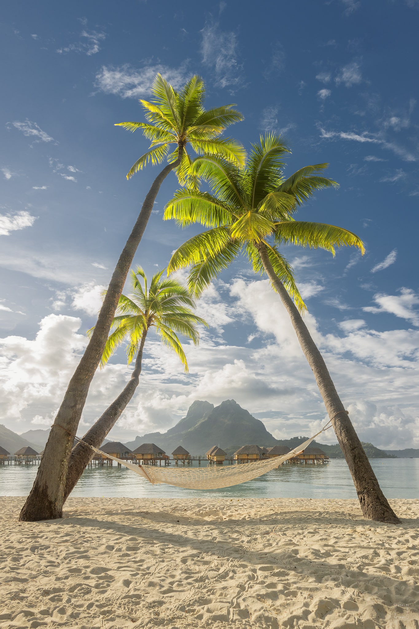 Palm Trees in Bora Bora Paradise