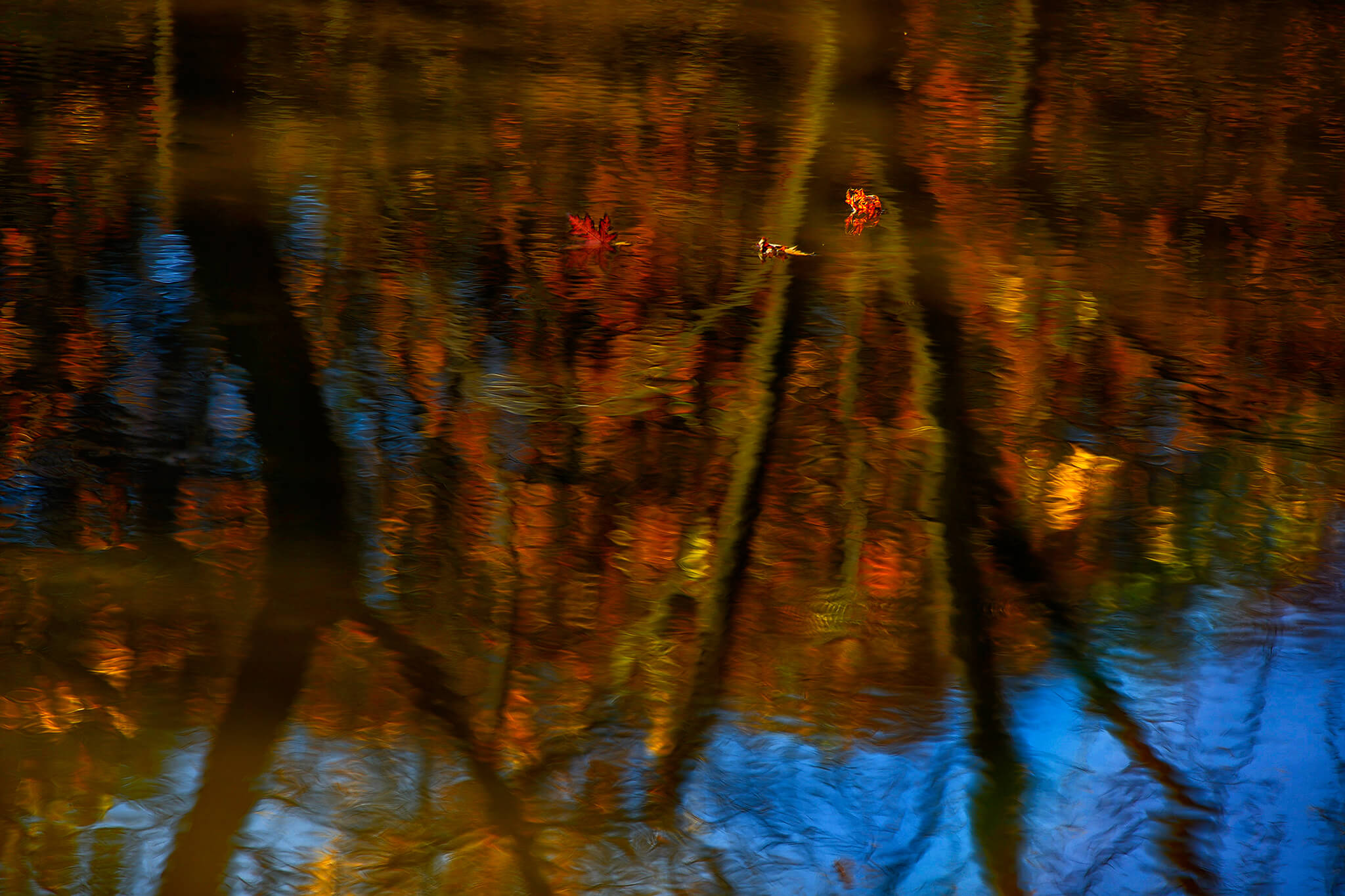 Leaves on Water