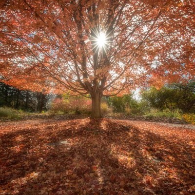 Trees with Personality