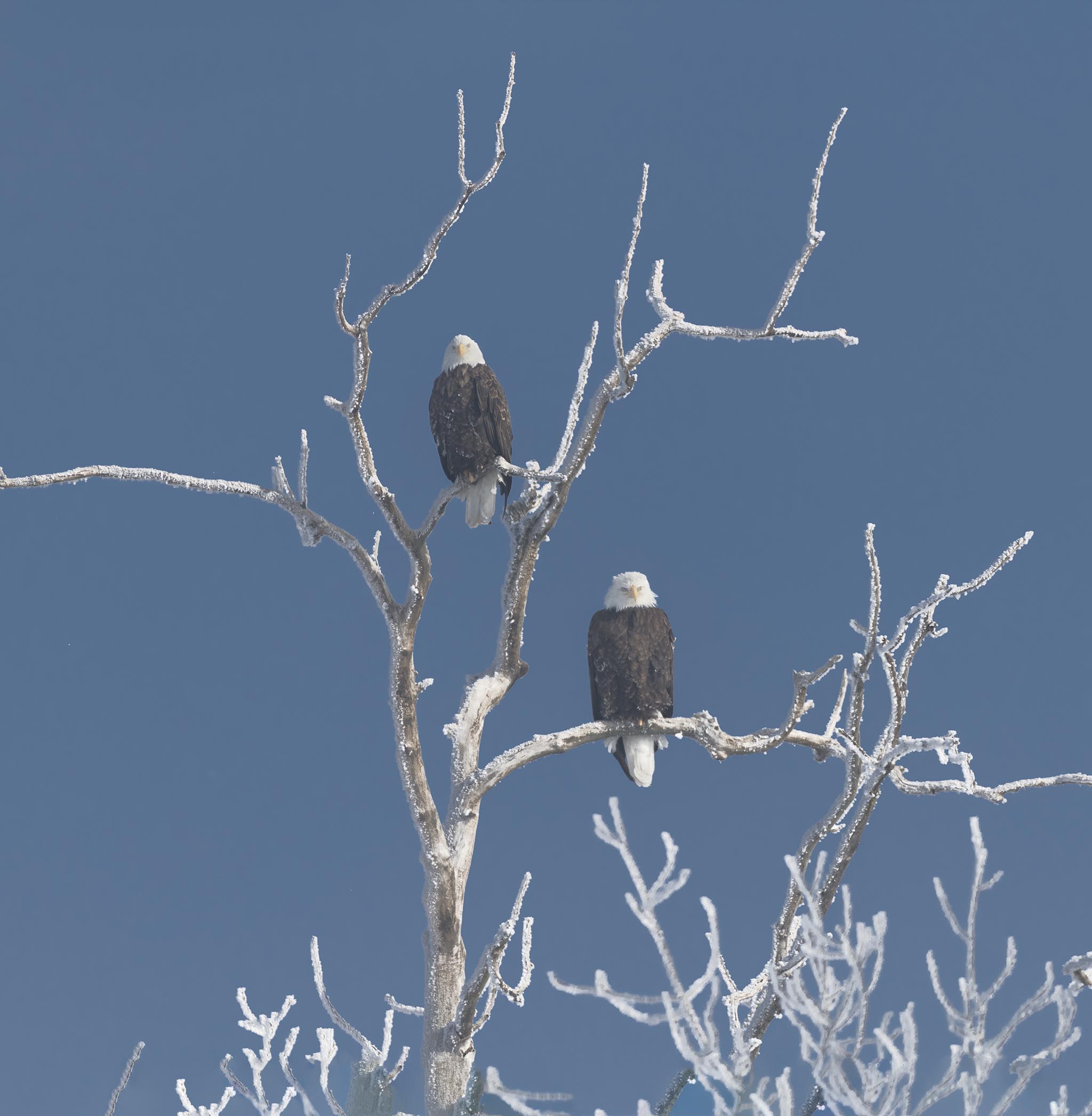 Two Bald Eagles in Frosted Tree