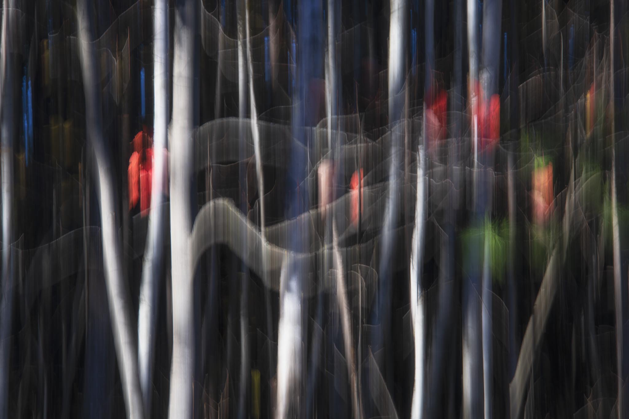 Abstract Colorful Forest Picture Using ICM