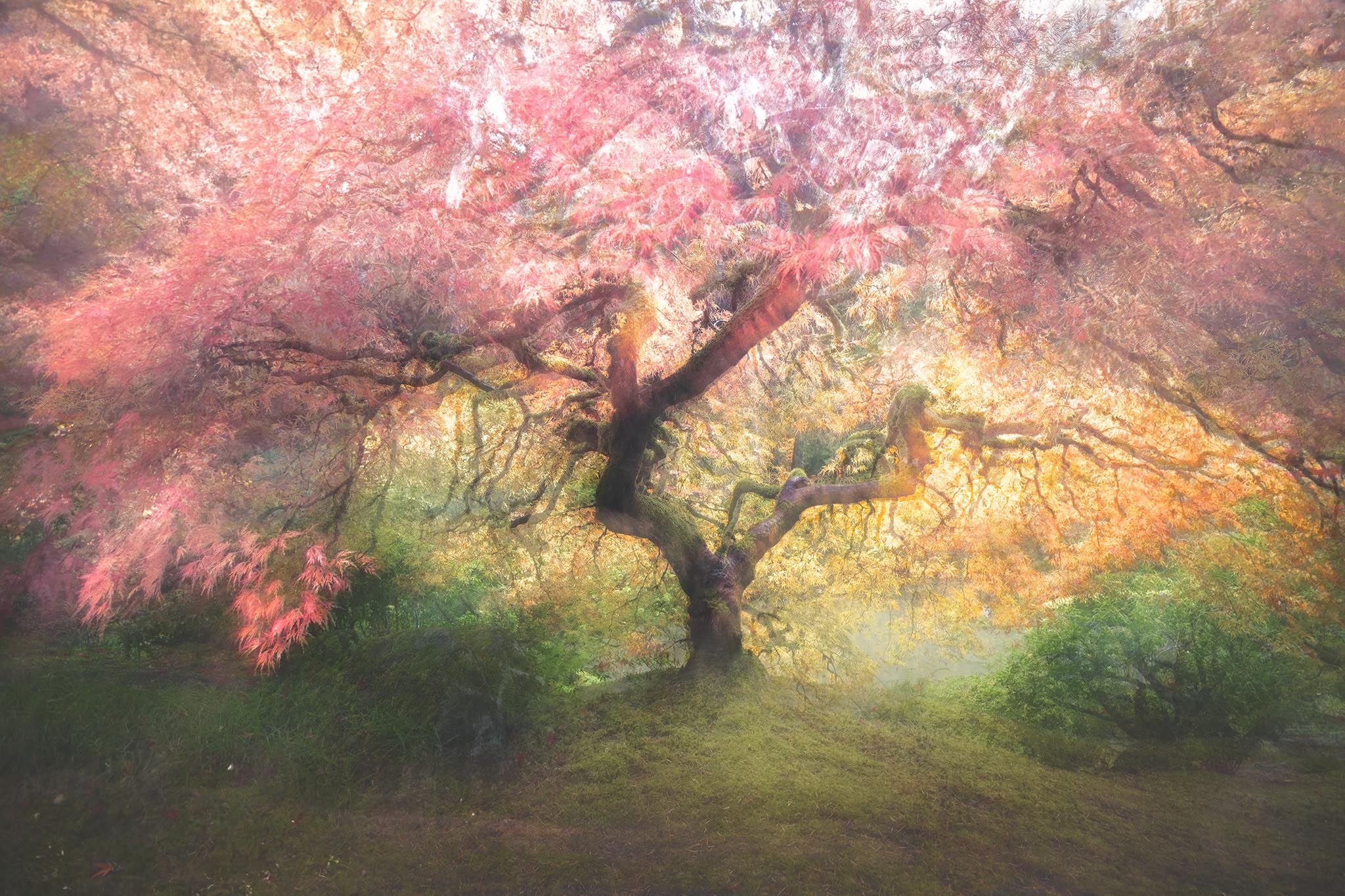 ICM Painterly Photograph of Japanese Maple