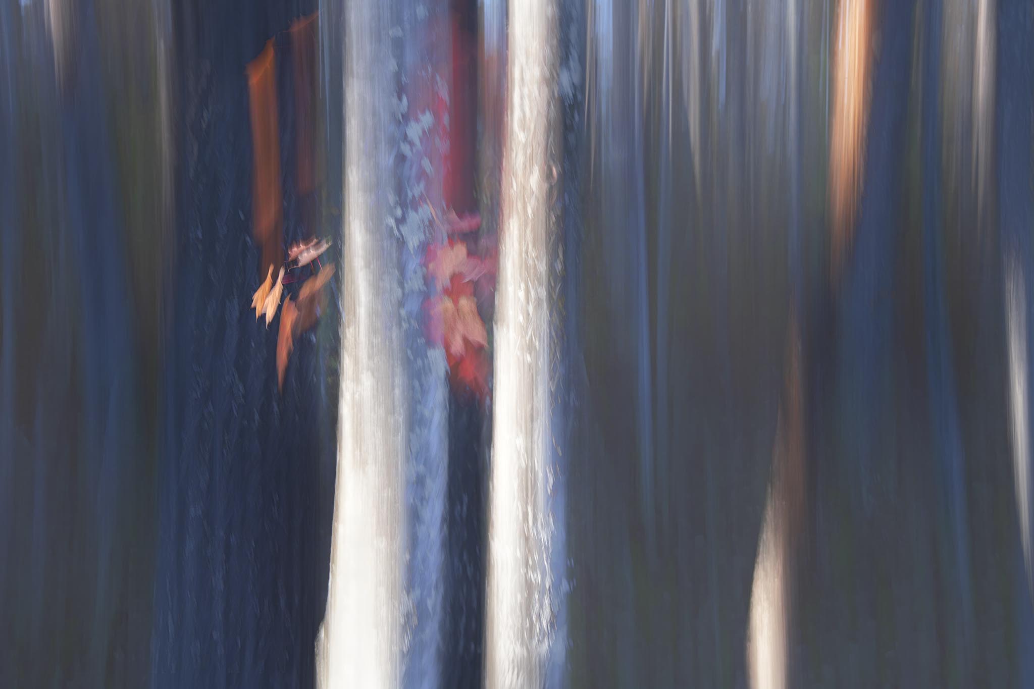 ICM photograph of abstract trees