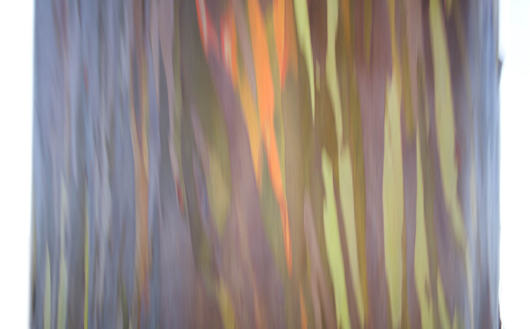 Abstract rainbow tree picture