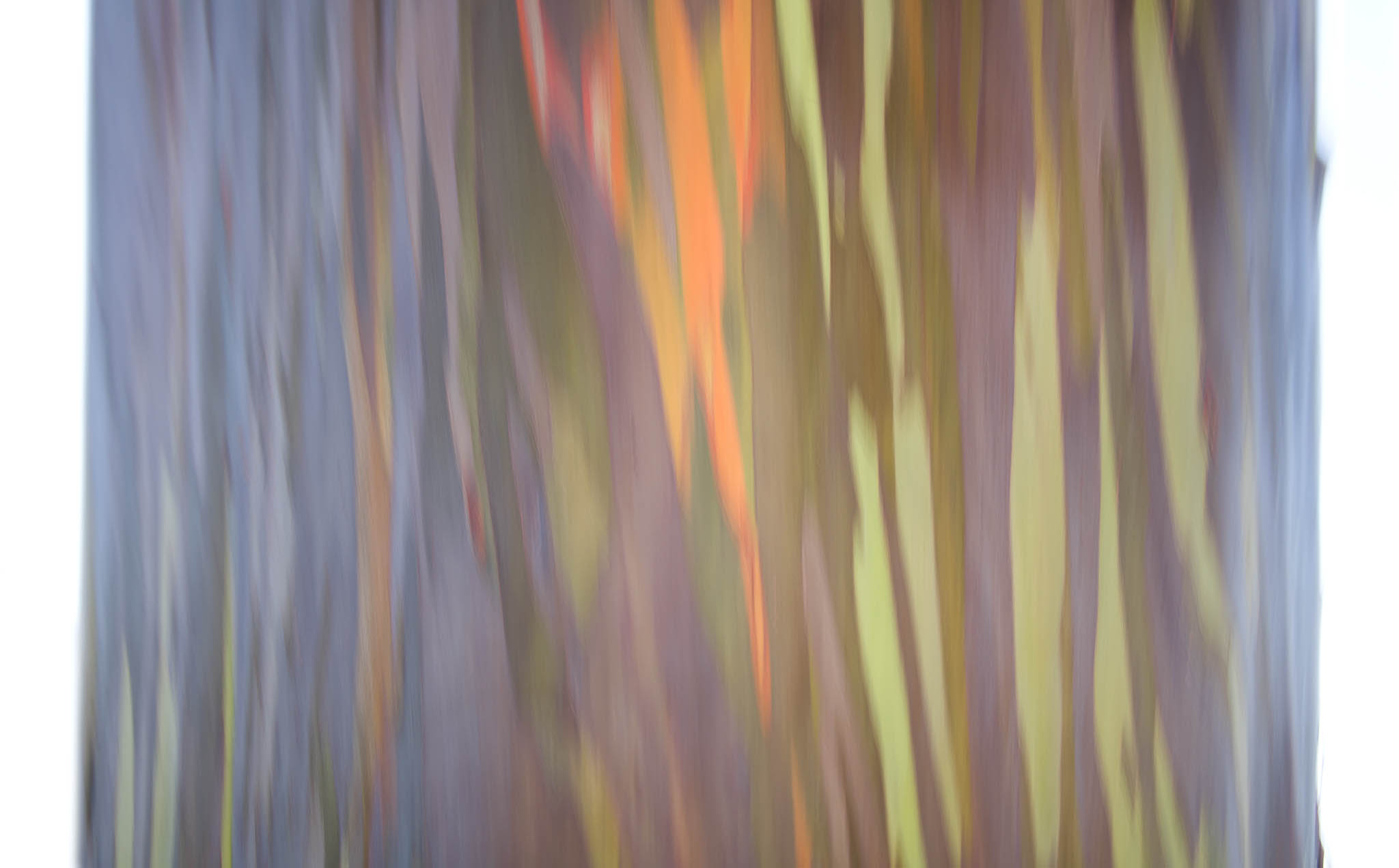 Abstract rainbow tree picture