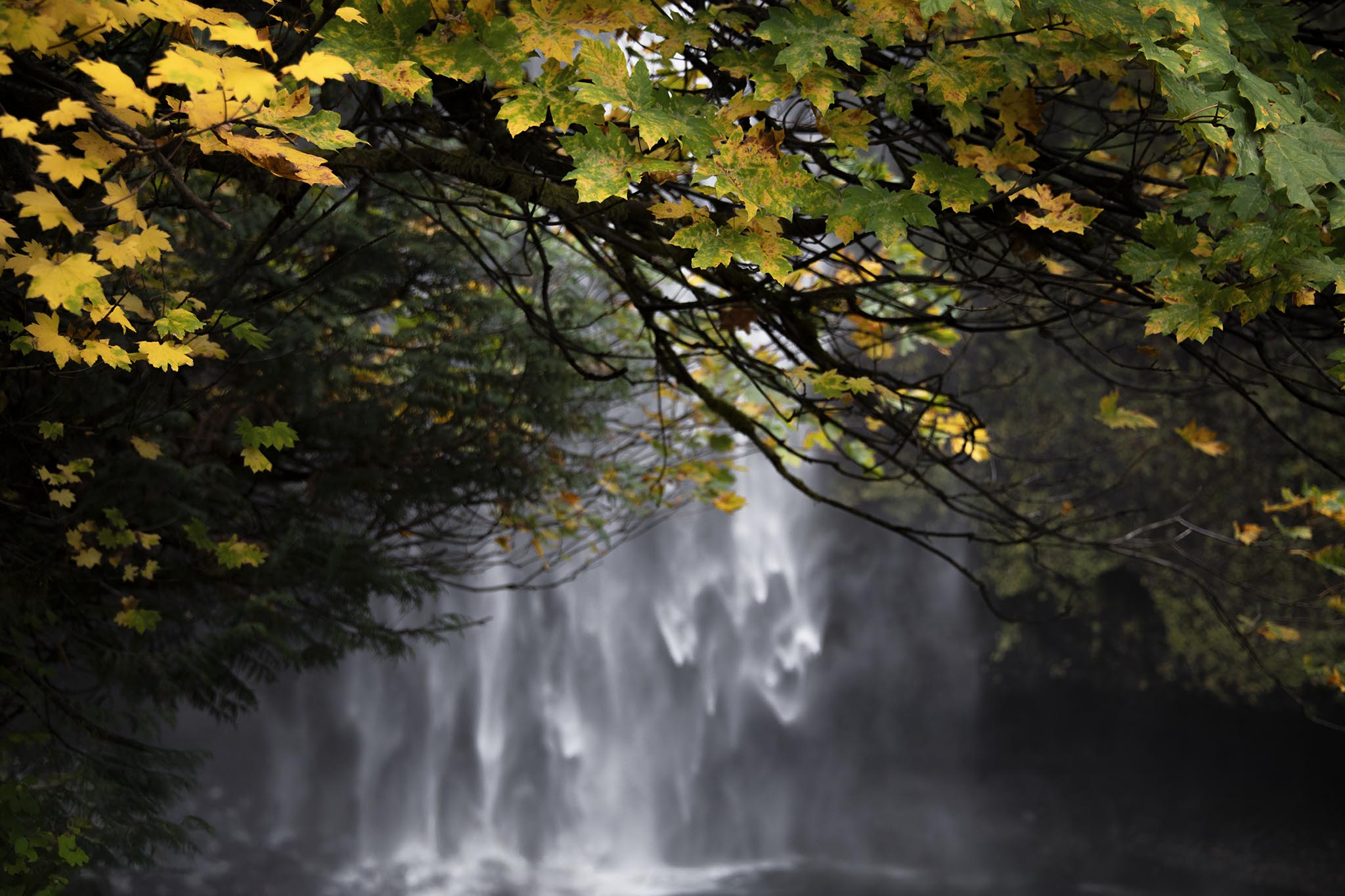 Abstract Picture of Overhanging Leaves and Waterfall