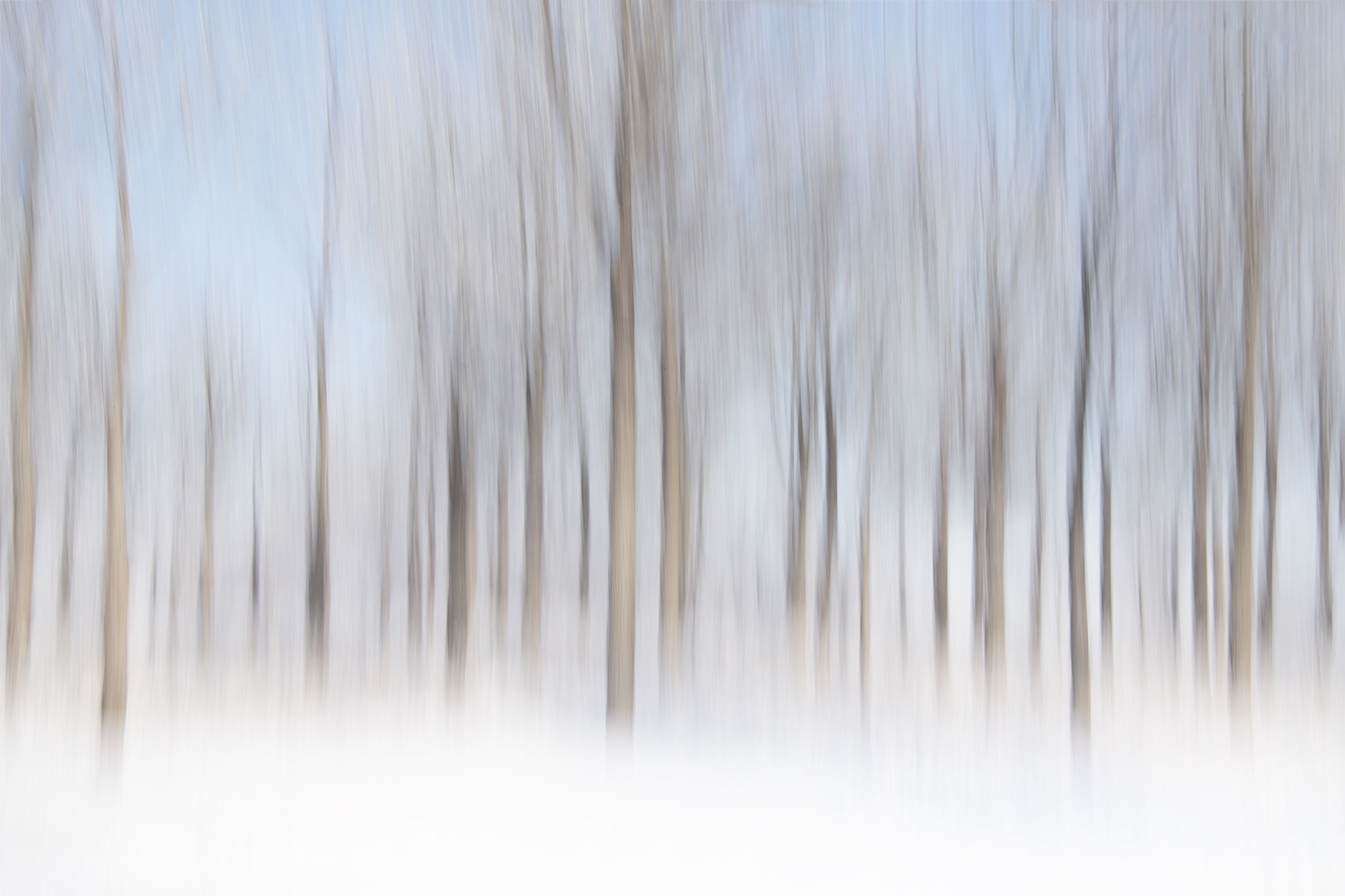 Abstract winter trees ICM picture