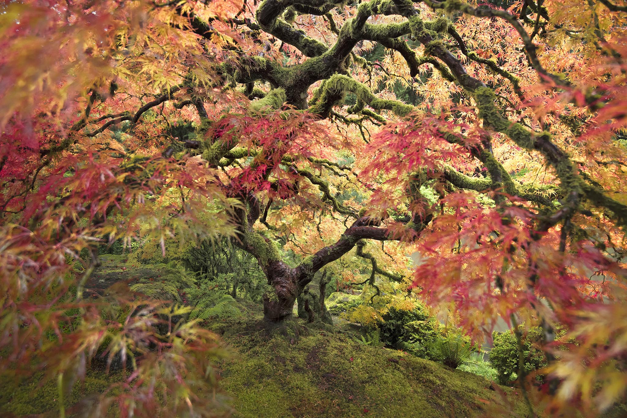 Picture of the detailed form of a Japanese Maple