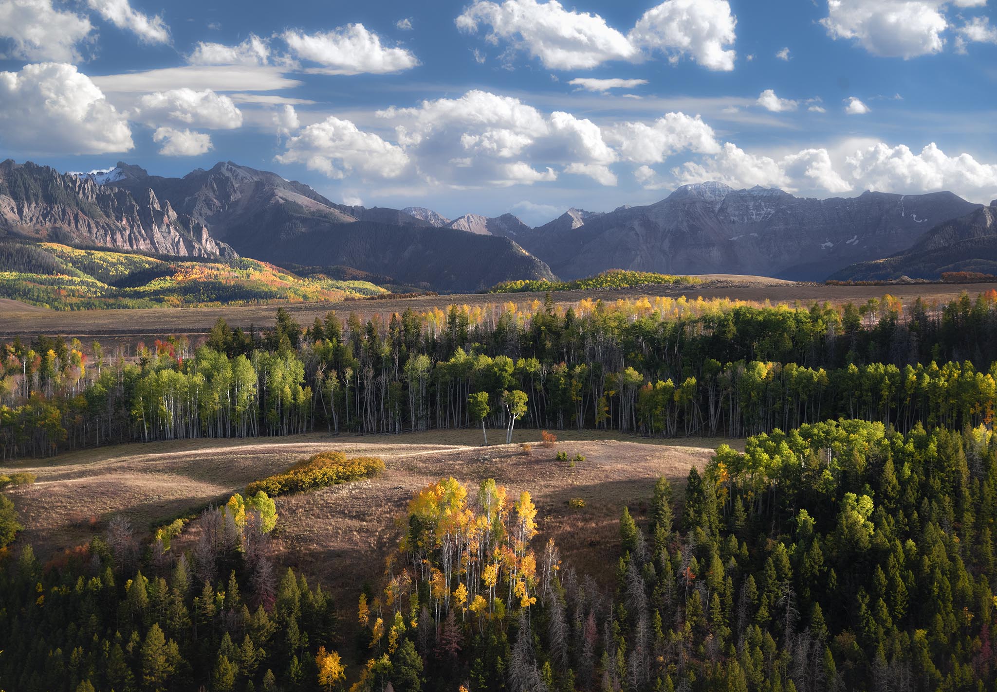 Three Aspen trees in Colorado