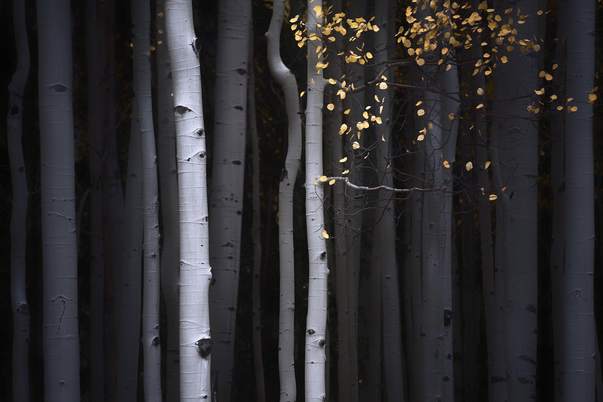 Aspen trees with gold leaves