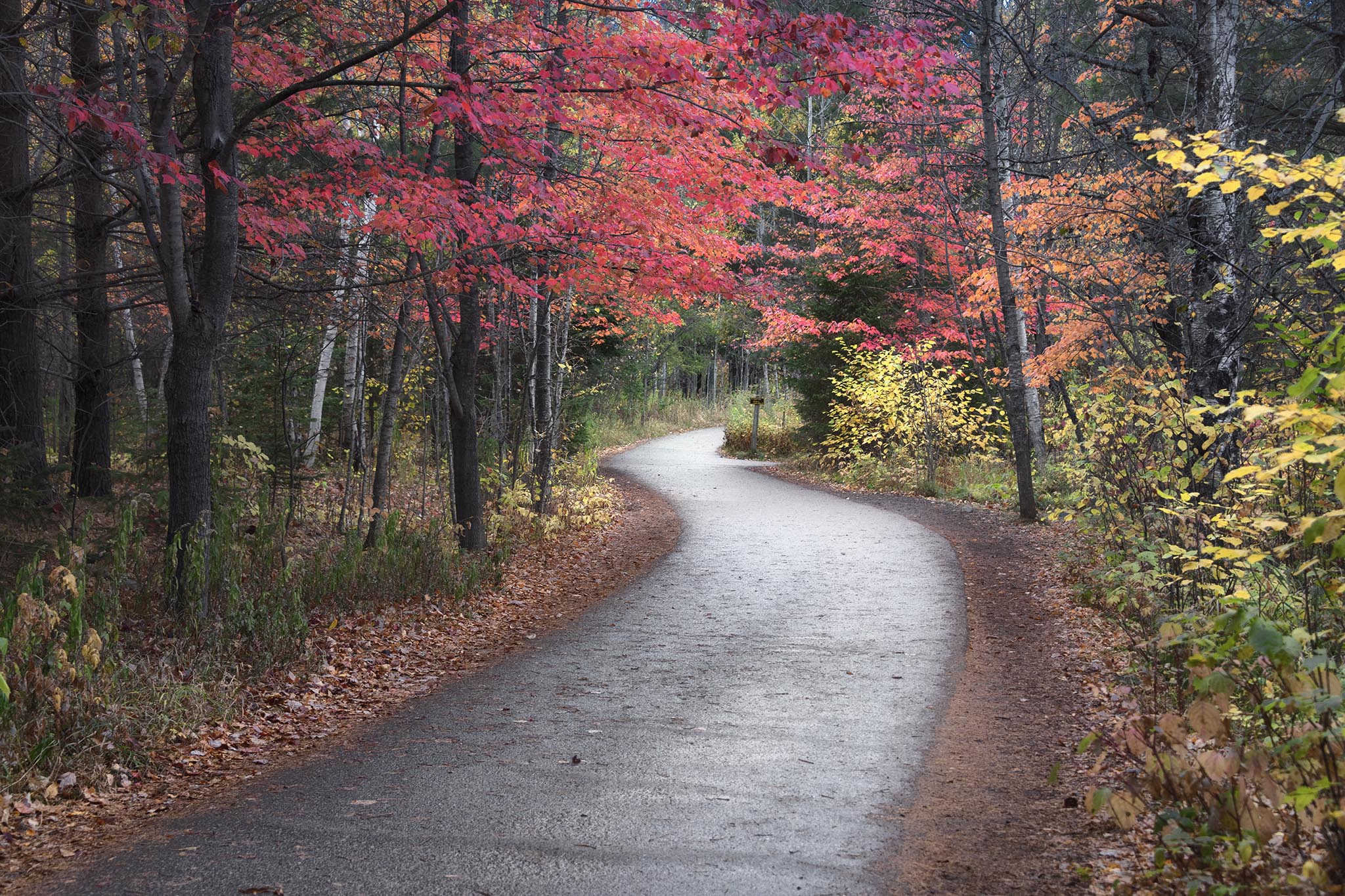 Walking Path with Fall Colors