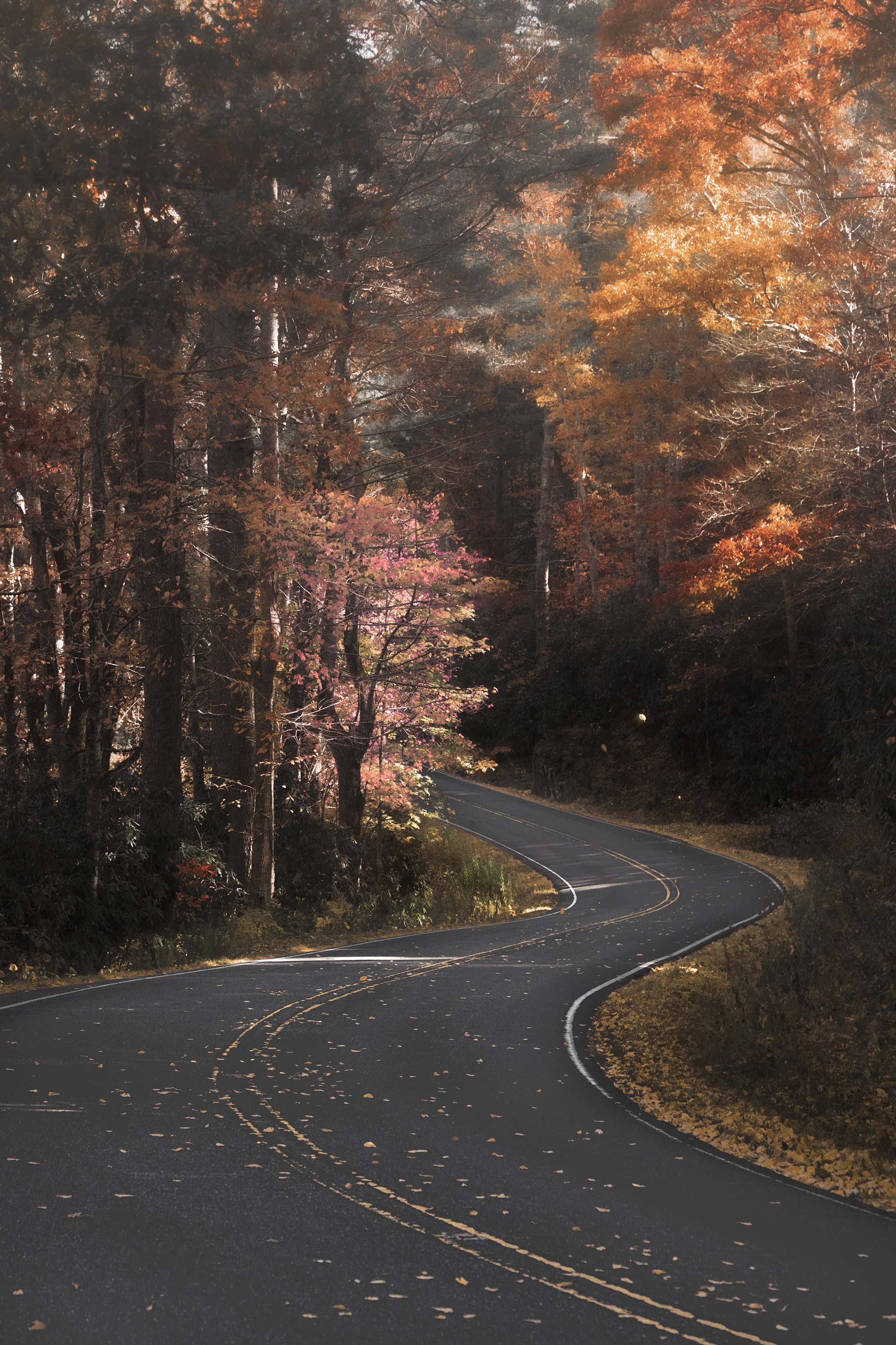 Winding Autumn Road Picture